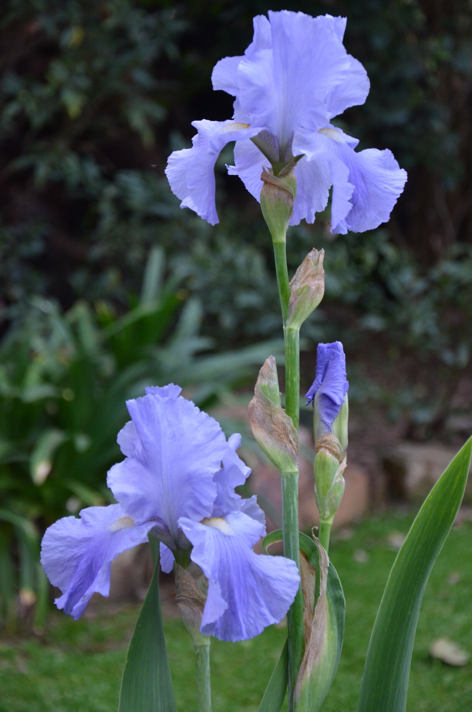 Nikon D7000 sample photo. Flower, iris photography