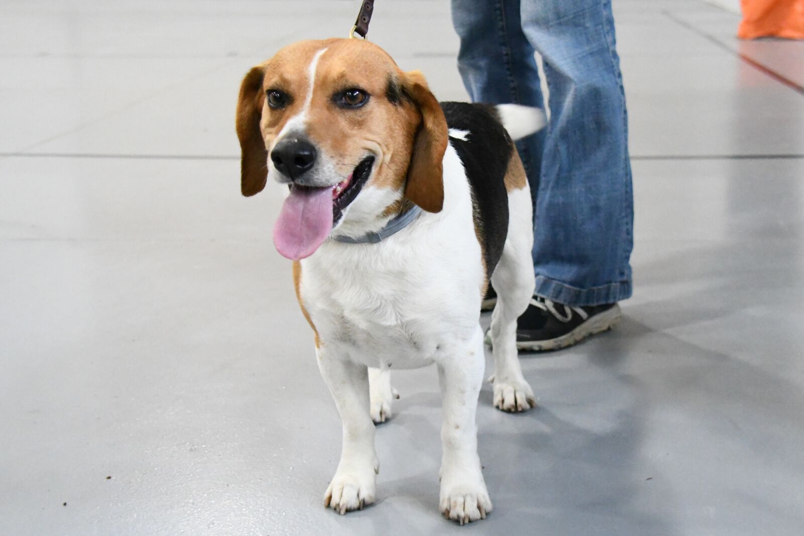 Nikon D7500 sample photo. Dog, beagle, leash photography