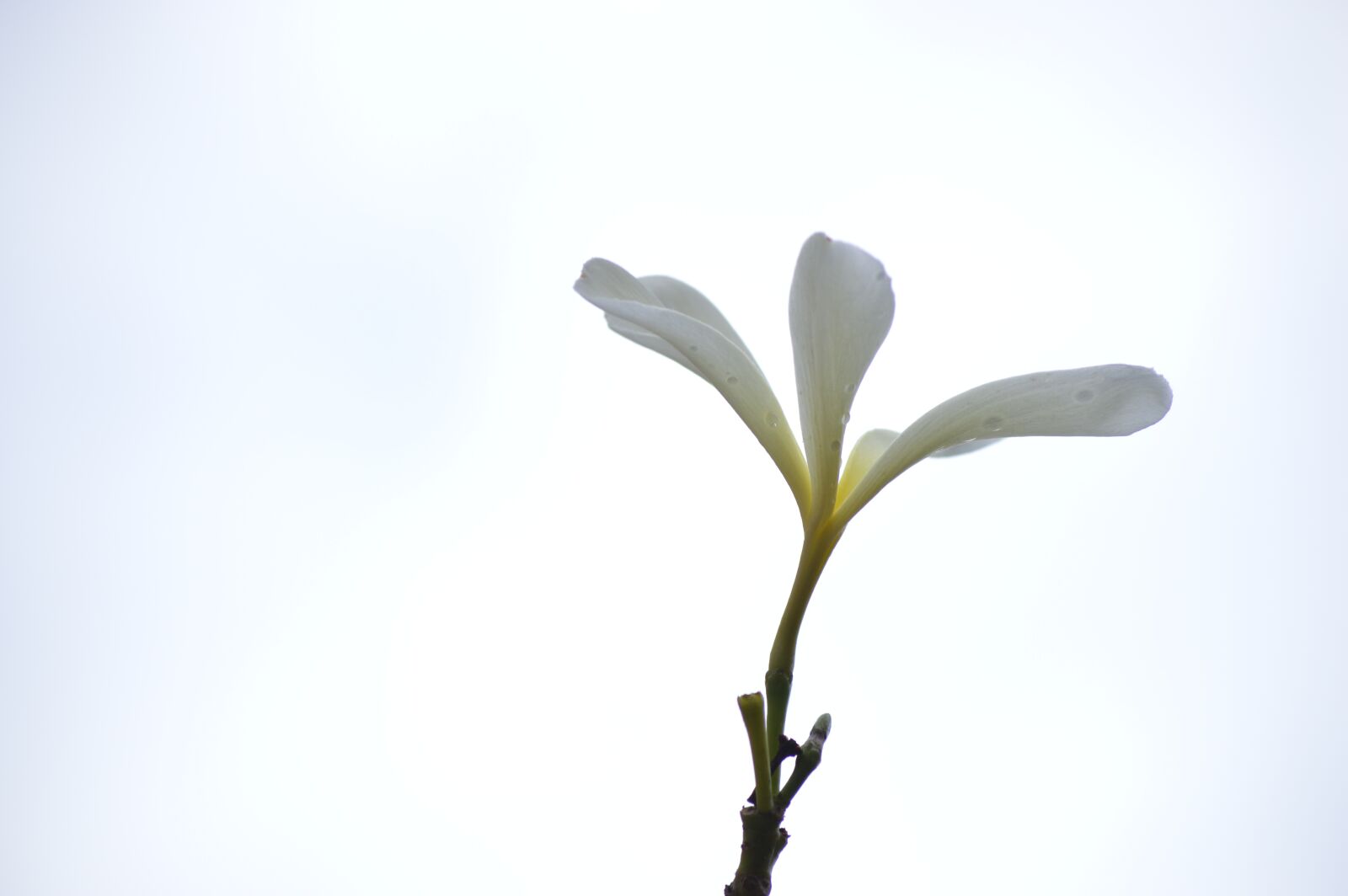 Nikon D3200 sample photo. Flower, tree, pink photography