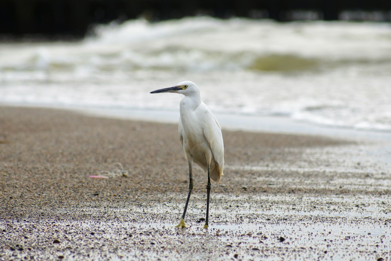 VR 70-300mm f/4.5-6.3G sample photo. Animal, sea, river photography