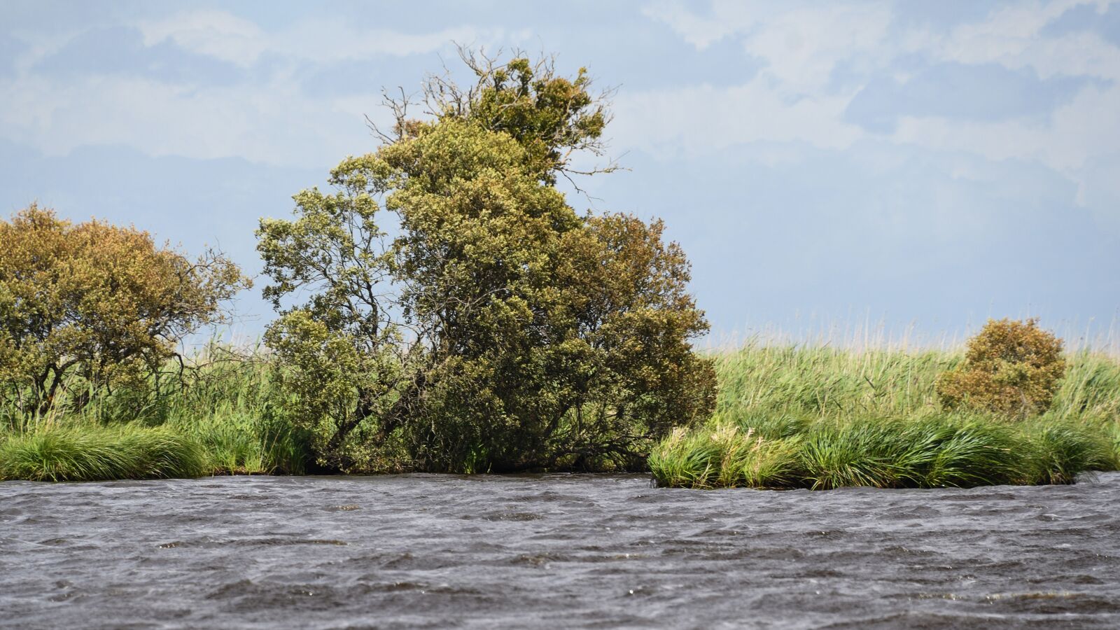 Nikon D500 sample photo. Marsh, bri re, loire photography