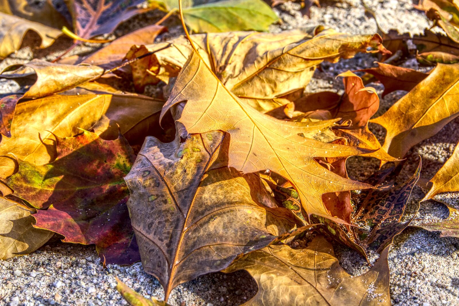 Sony a6000 sample photo. Leaves, colorful, autumn photography