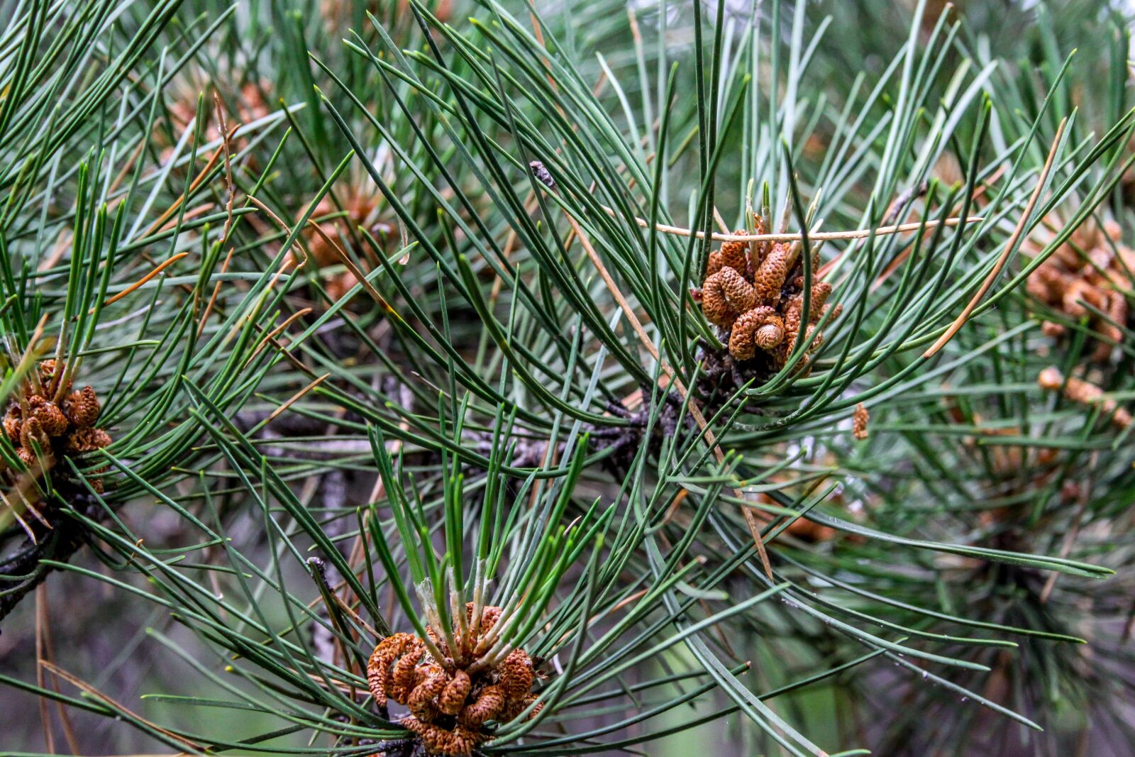 Canon EF-S 17-85mm F4-5.6 IS USM sample photo. Pine, alder, tree photography
