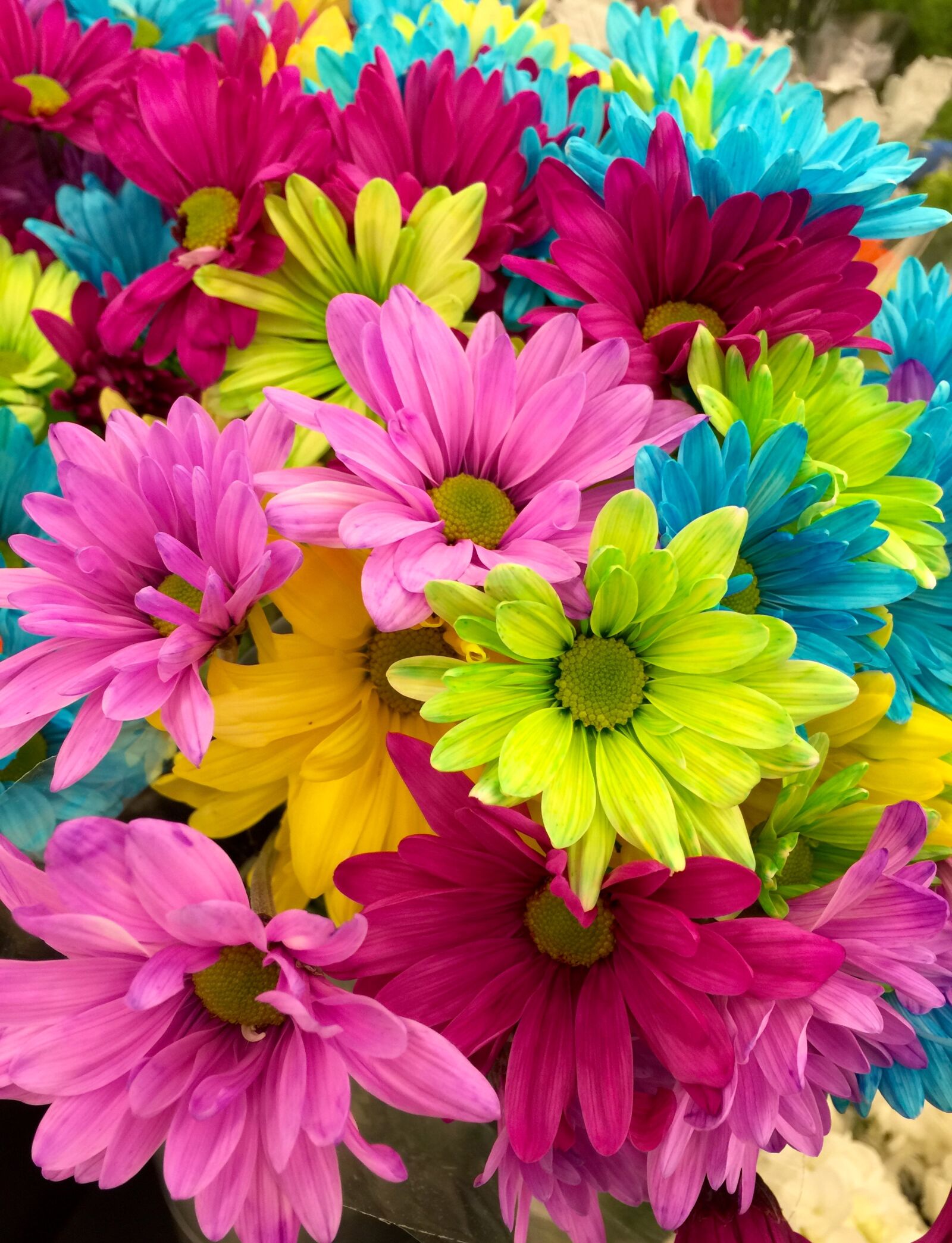 iPhone 6 Plus back camera 4.15mm f/2.2 sample photo. Flowers, colorful, bloom, daisies photography