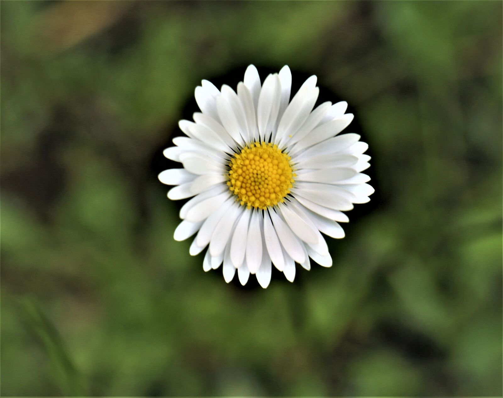 Canon EOS M6 sample photo. Grass, green, nature photography