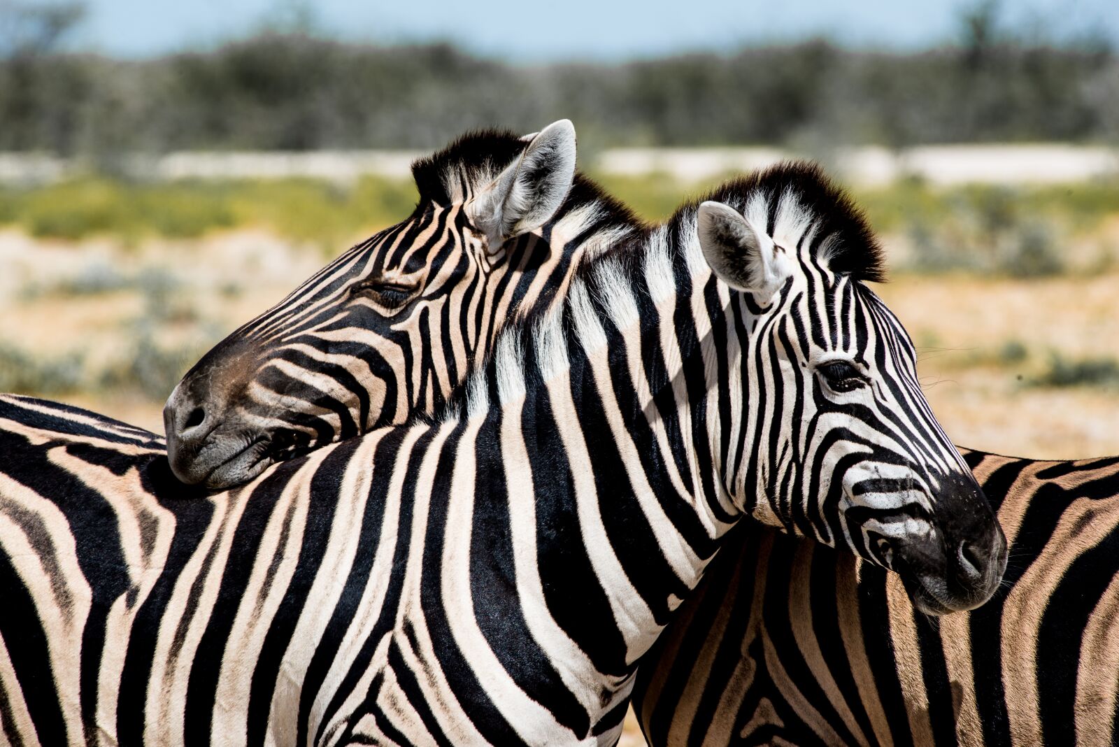 Nikon D800 sample photo. Zebra couple, rest, siesta photography