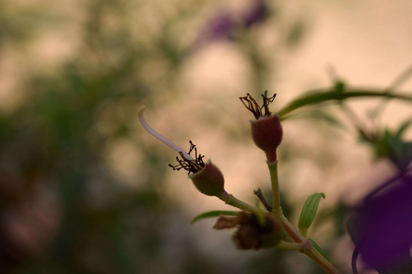 Nikon D3300 sample photo. Blurred, background, buds, cloudy photography