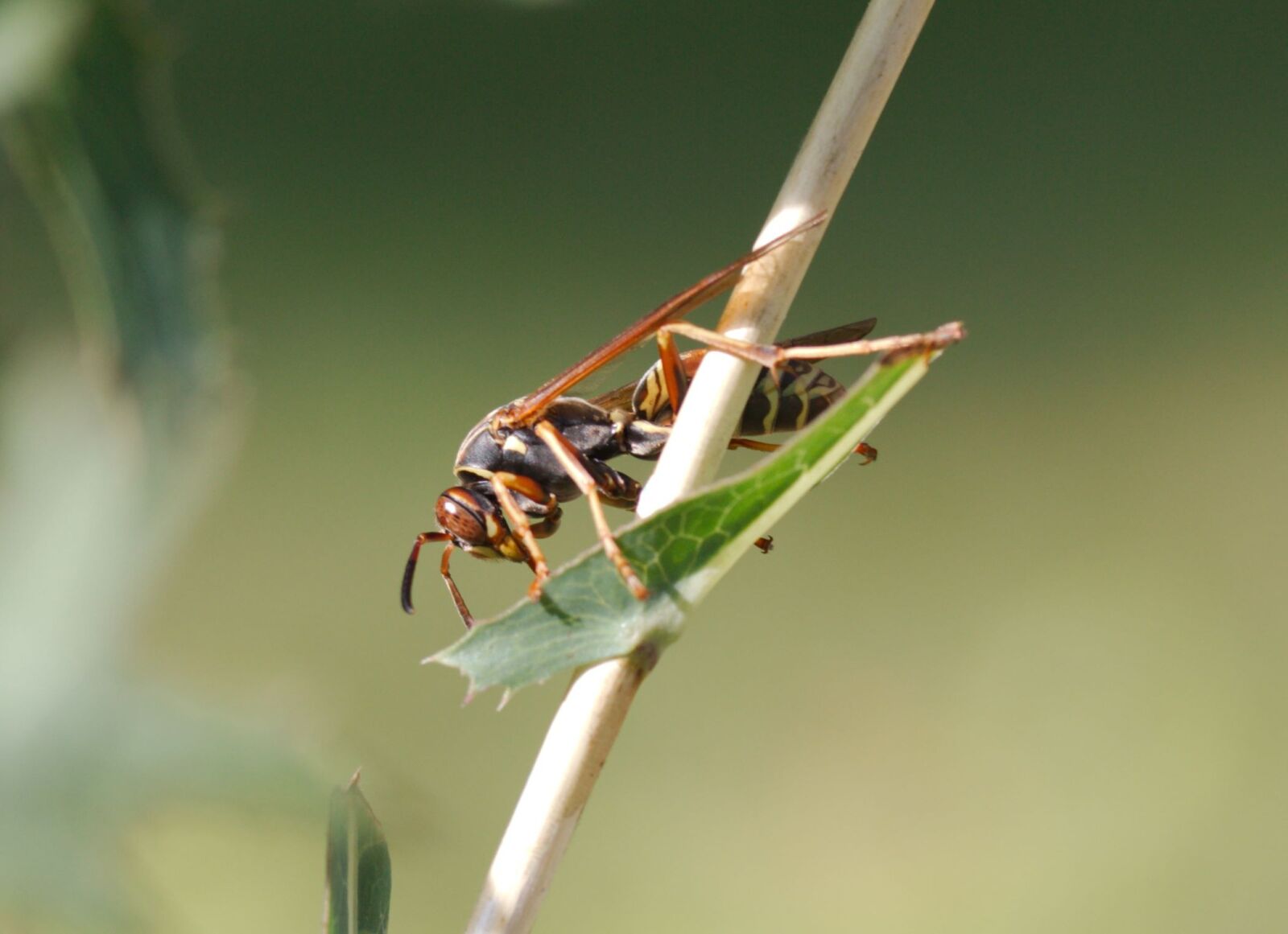 Canon EOS 550D (EOS Rebel T2i / EOS Kiss X4) sample photo. Wasp, yellow jacket, insect photography