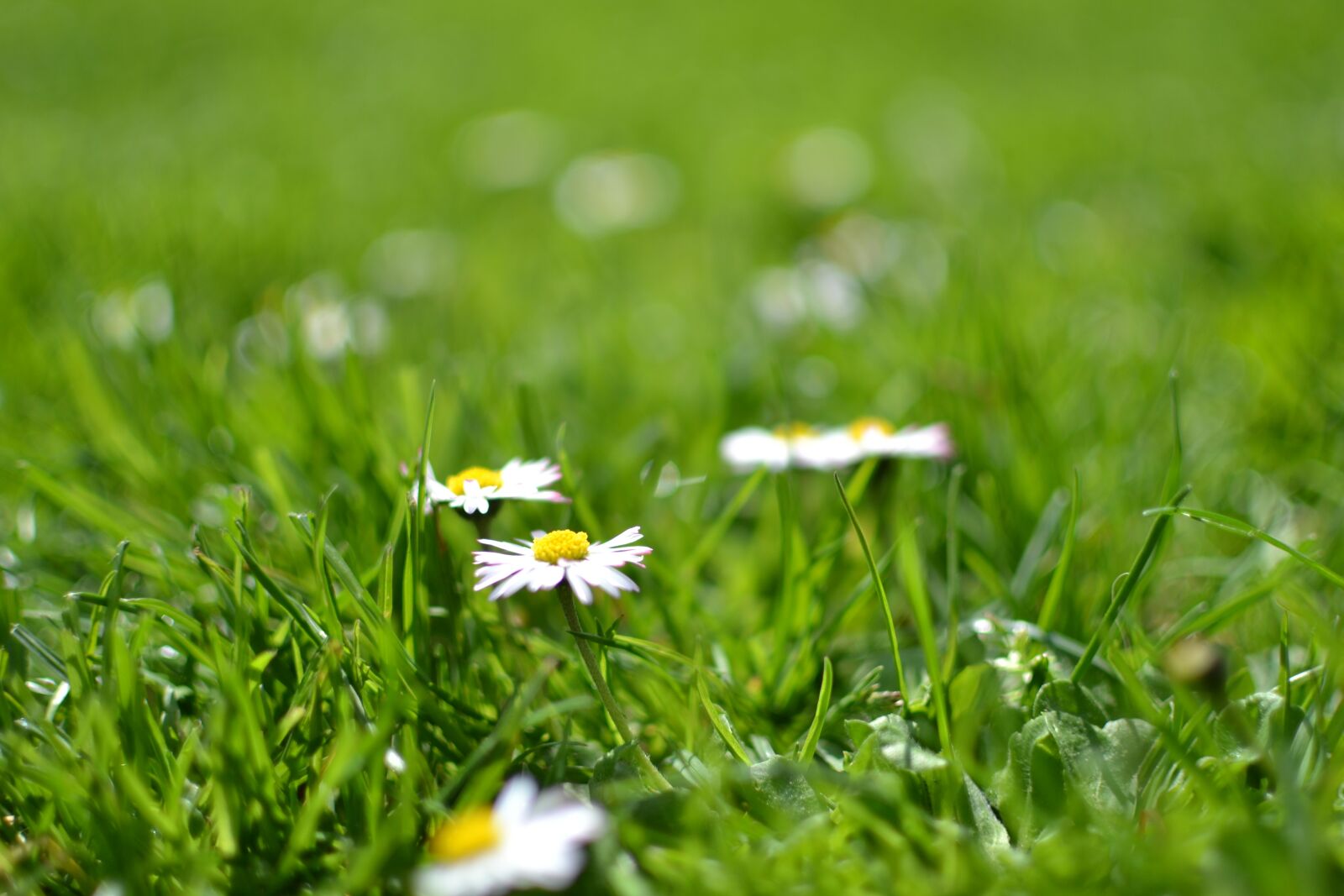 Nikon D3100 sample photo. Bloom, blossom, daisies photography