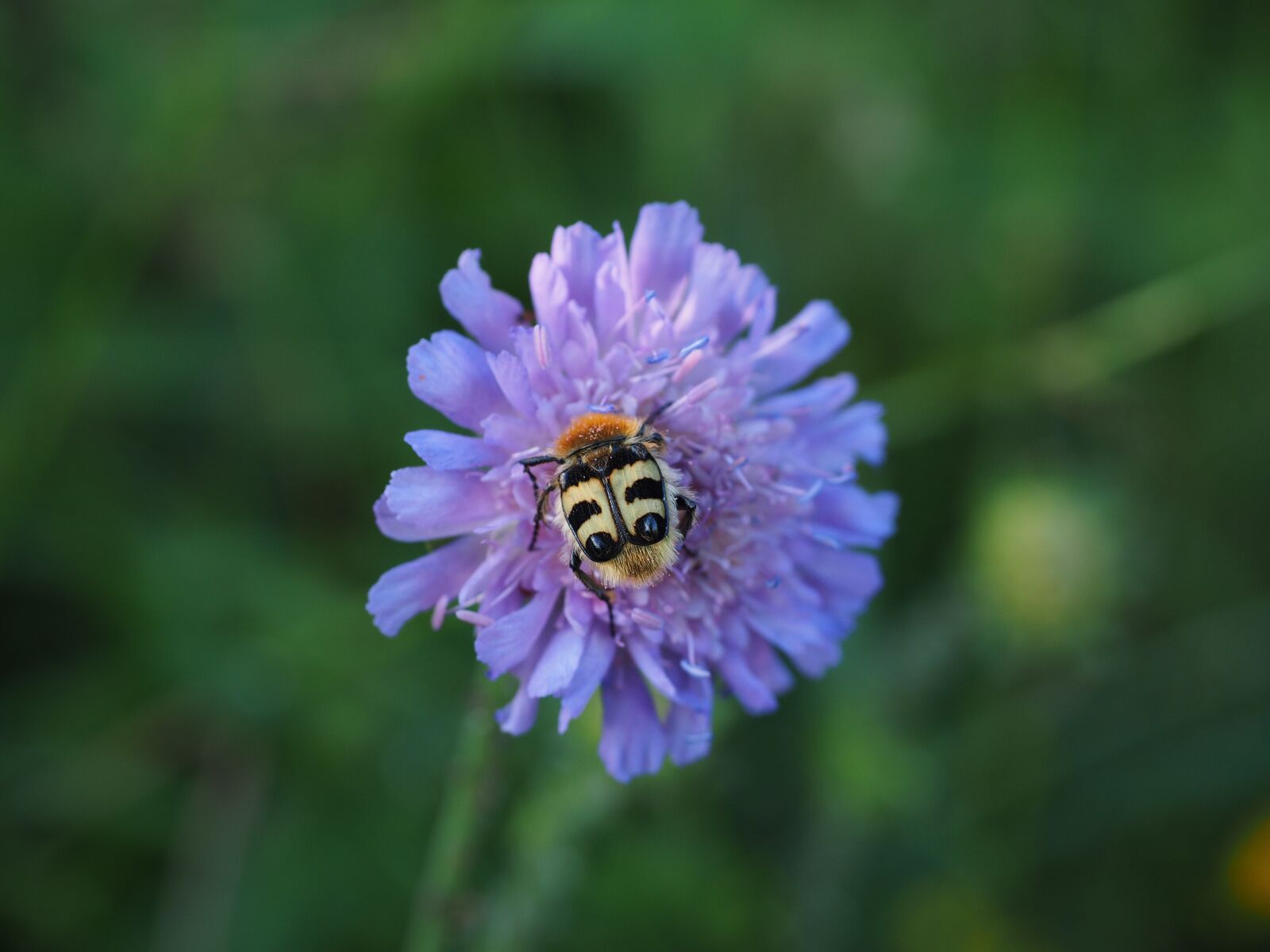 Olympus OM-D E-M1 + Olympus M.Zuiko Digital ED 12-40mm F2.8 Pro sample photo. Brush beetle, beetle, insect photography