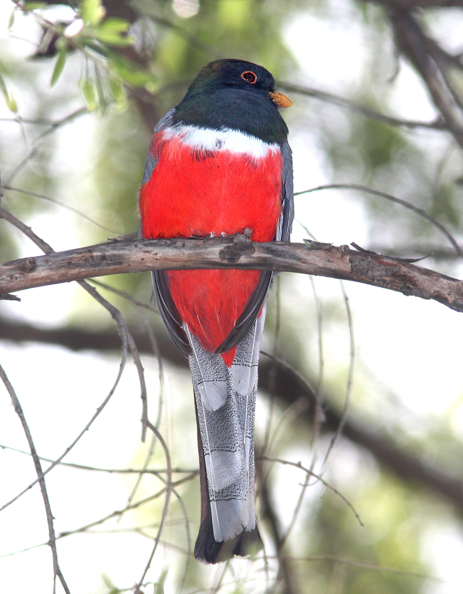 Canon EF 300mm F4L IS USM sample photo