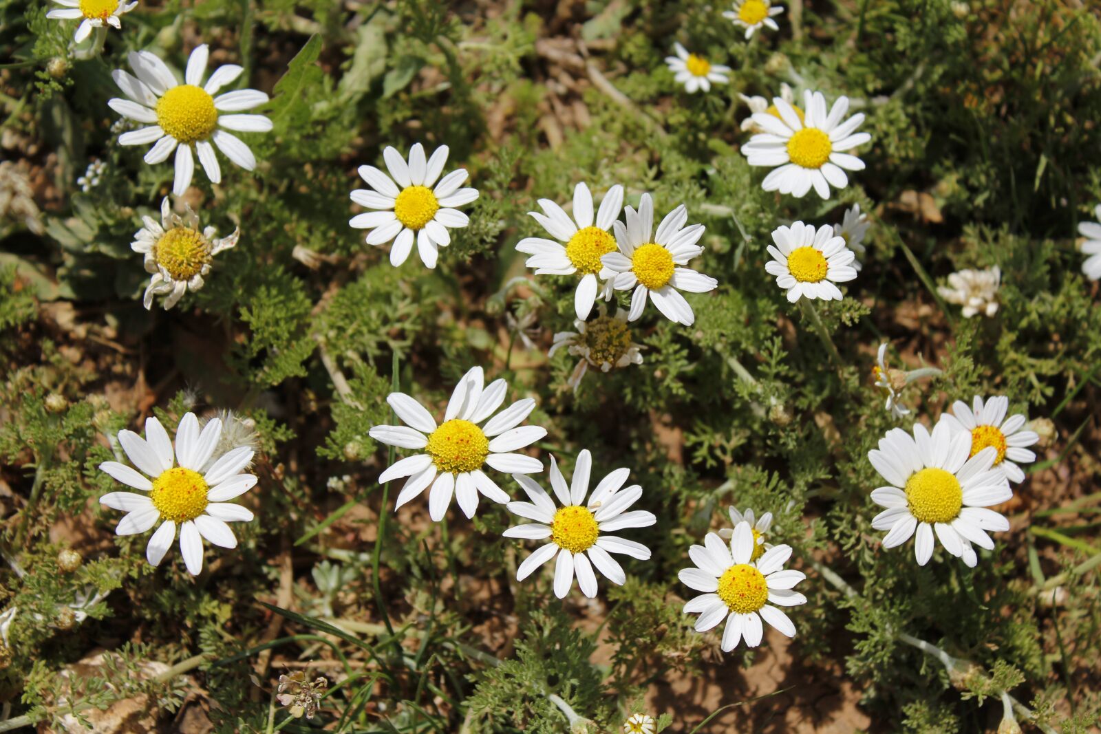 Canon EOS 1200D (EOS Rebel T5 / EOS Kiss X70 / EOS Hi) sample photo. Daisy, flower, plant photography