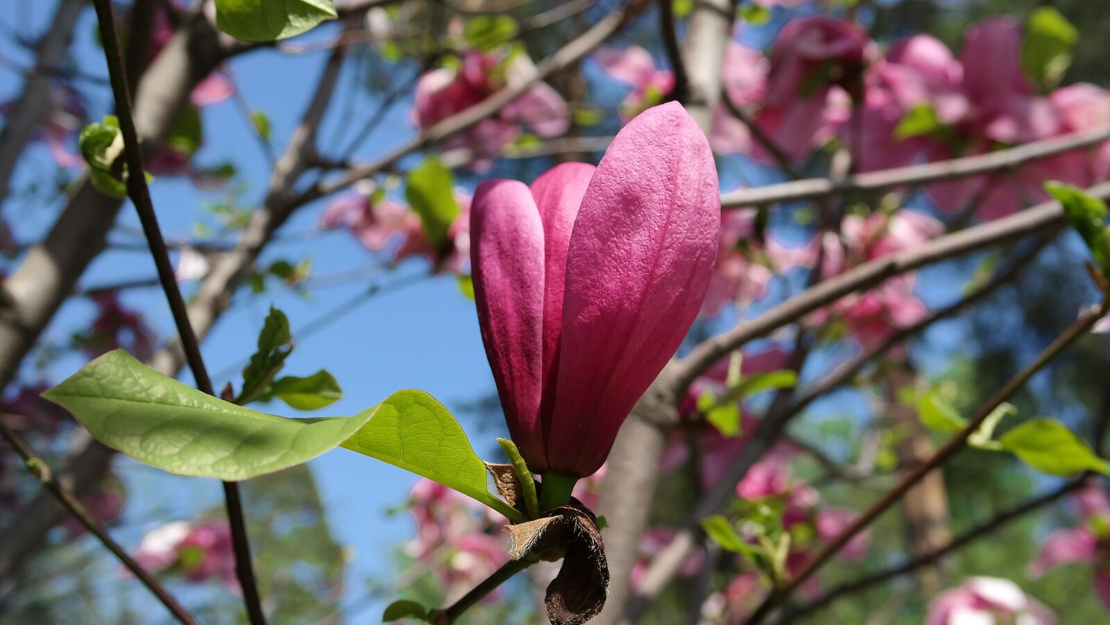 Samsung NX300 sample photo. Japanese magnolia, garden, spring photography