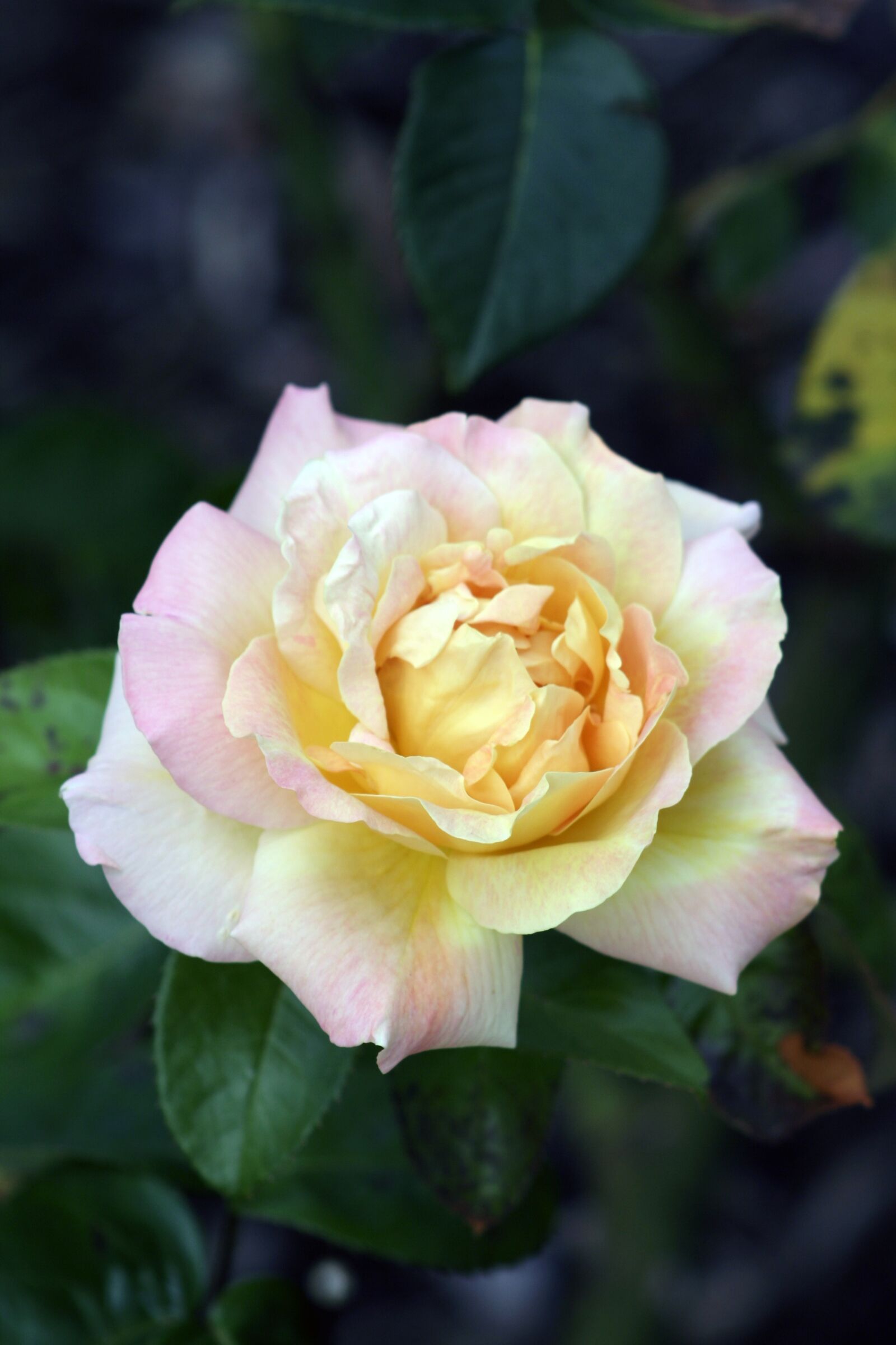 Canon EOS 350D (EOS Digital Rebel XT / EOS Kiss Digital N) sample photo. Yellow rose, flower, yellow photography