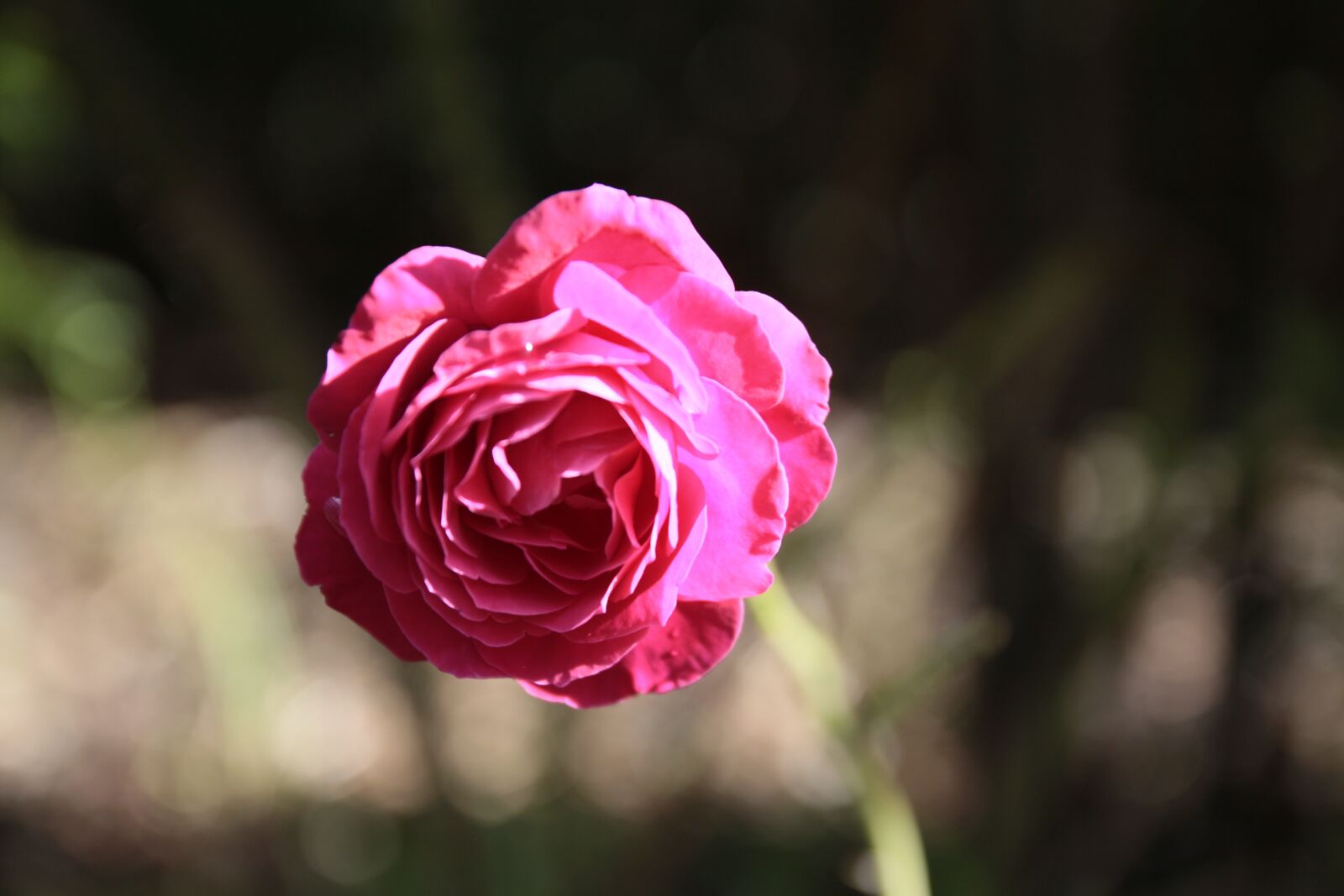 Canon EOS 50D sample photo. Flower, rose, summer photography