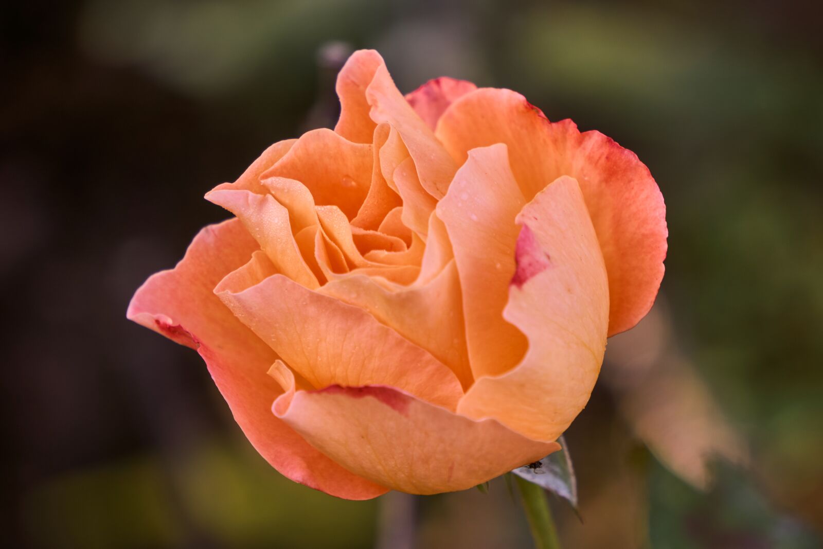 Sony E 55-210mm F4.5-6.3 OSS sample photo. Rose, blossom, bloom photography