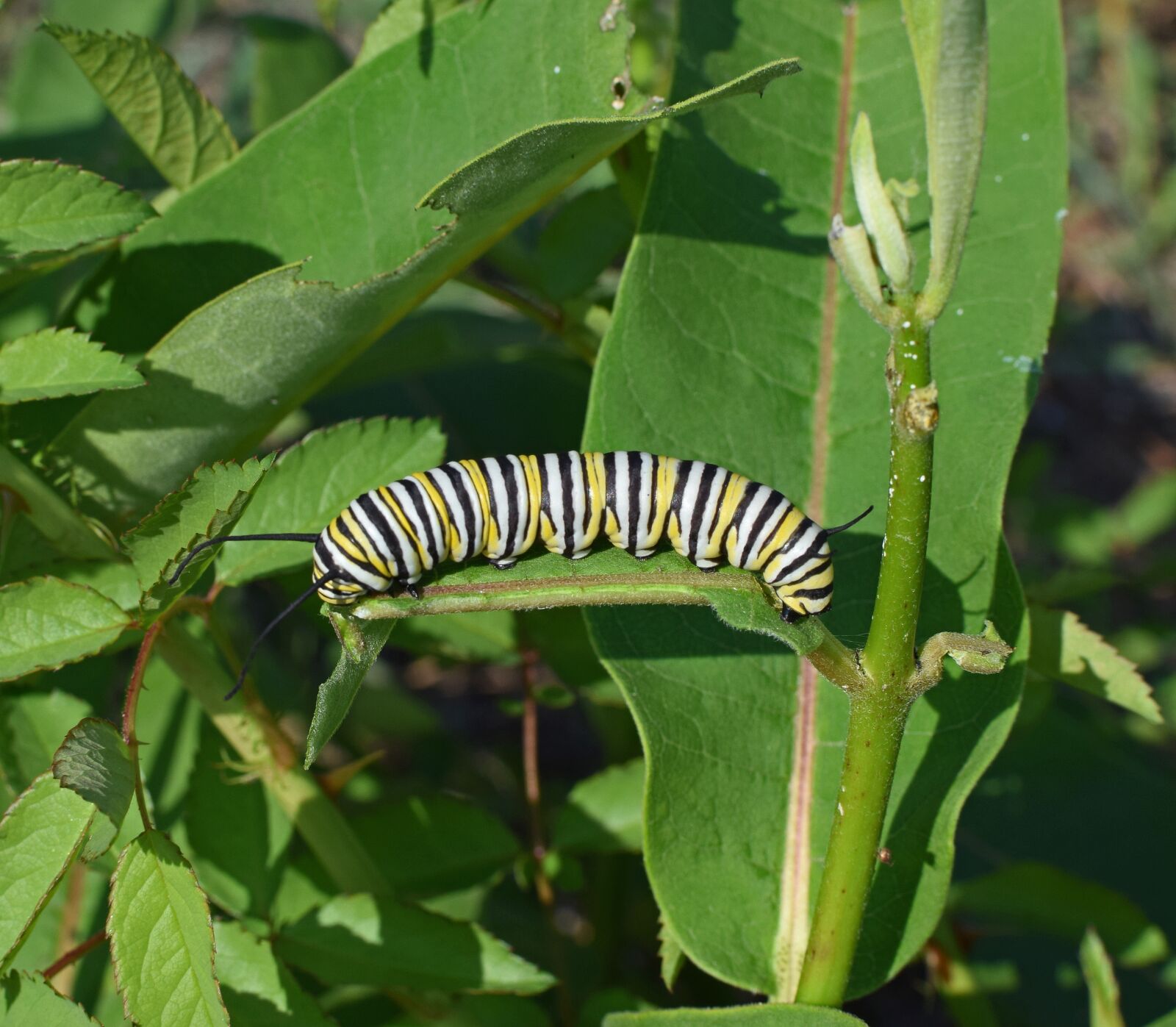 Nikon D3300 sample photo. Monarch butterfly caterpillar, larva photography