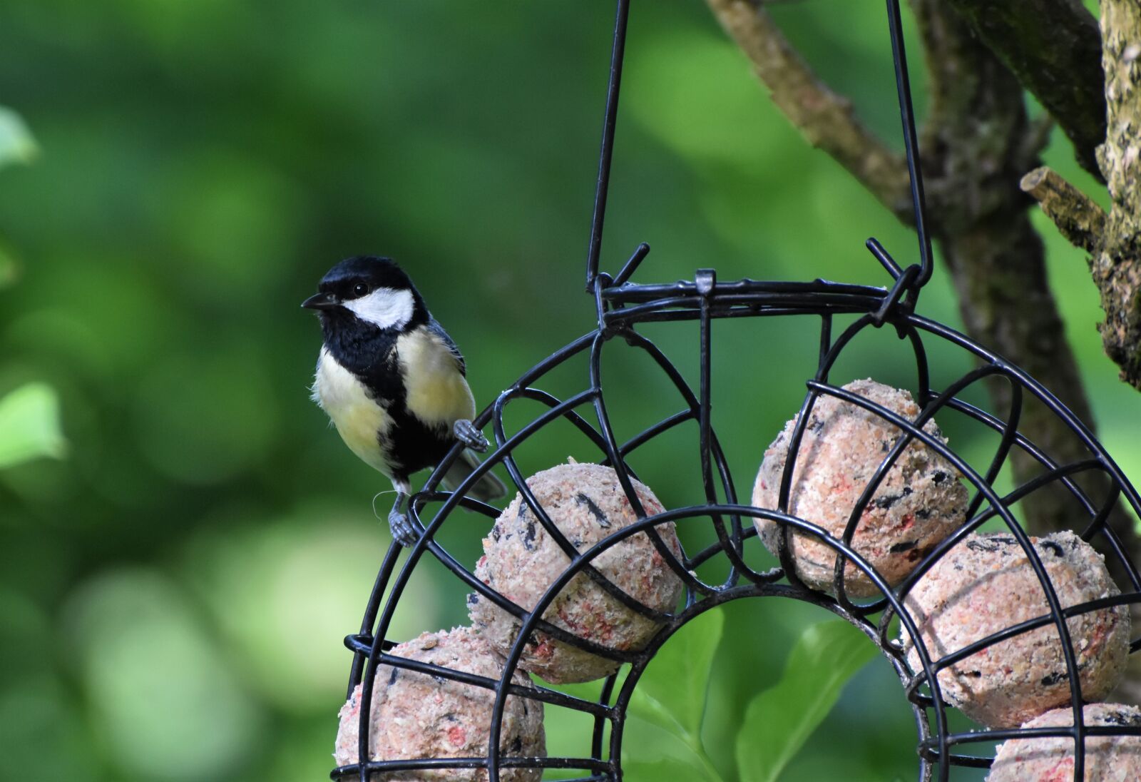 Nikon D7200 sample photo. Tit, songbird, small bird photography