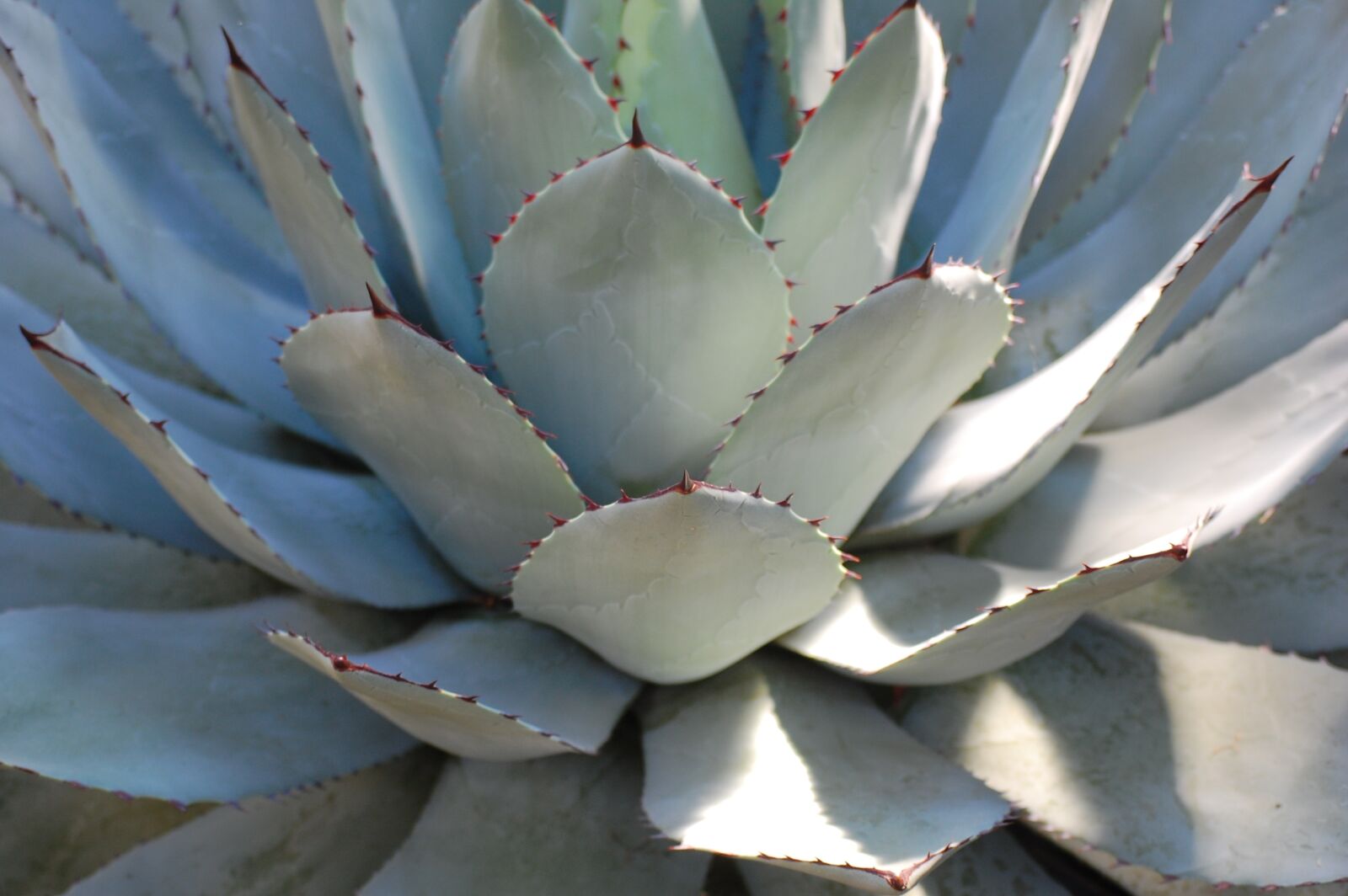 Nikon D40 sample photo. Cactus, leaf, plant photography