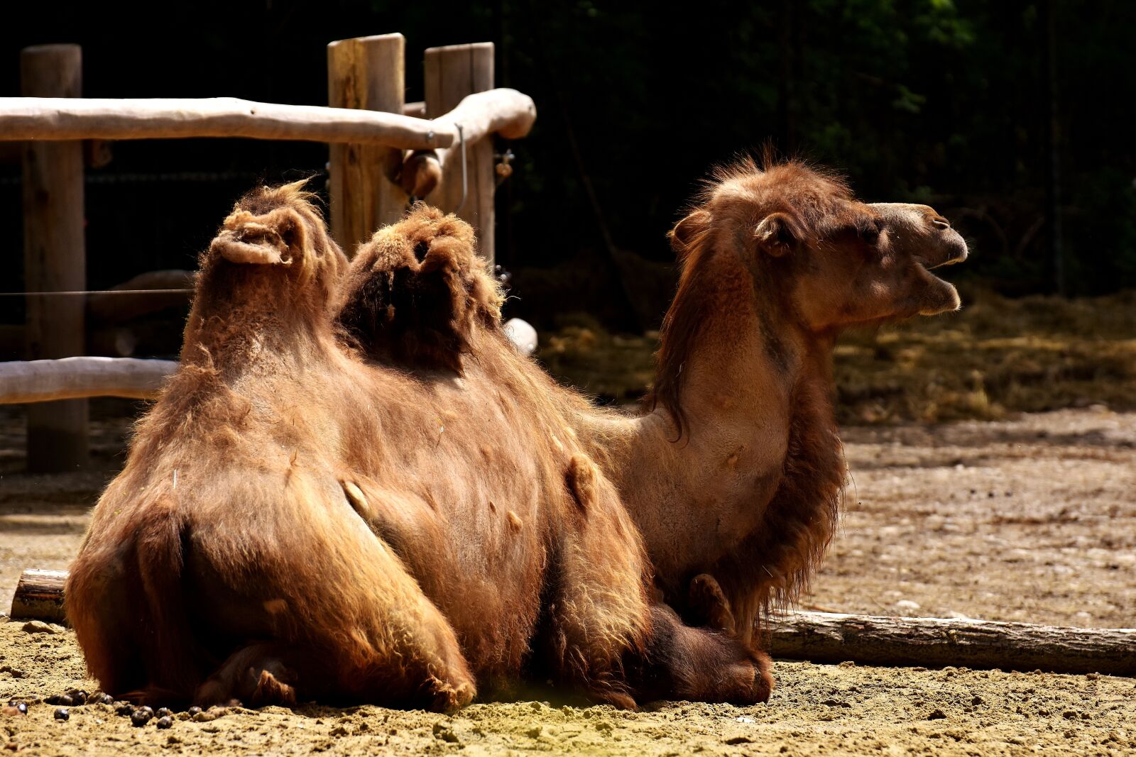 Nikon D7200 sample photo. Camel, zoo, animal photography