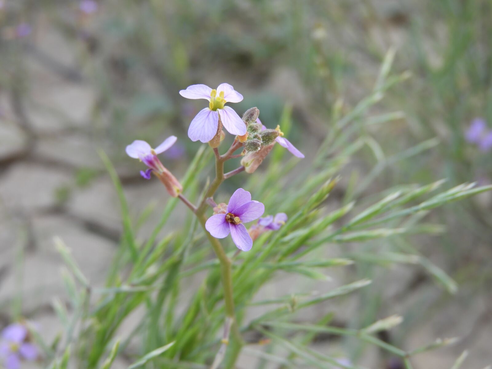 Nikon Coolpix B700 sample photo. Wild flowers, flower, wild photography