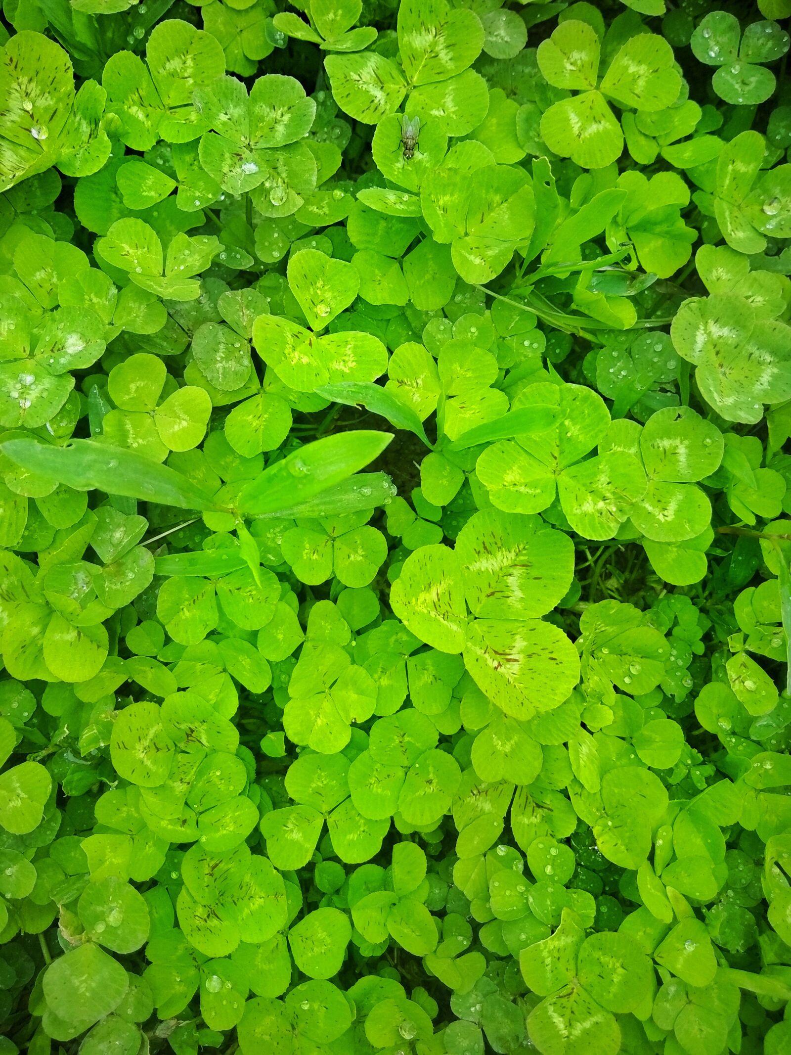 Xiaomi Redmi Note 5A sample photo. Spring, grass, nature photography