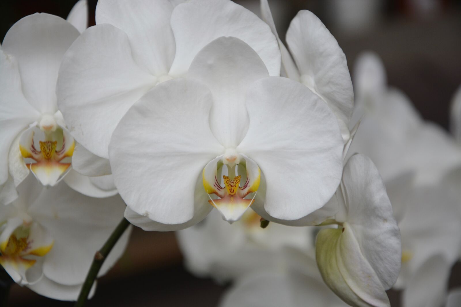 Nikon D5200 sample photo. Flowers white orchid, plant photography
