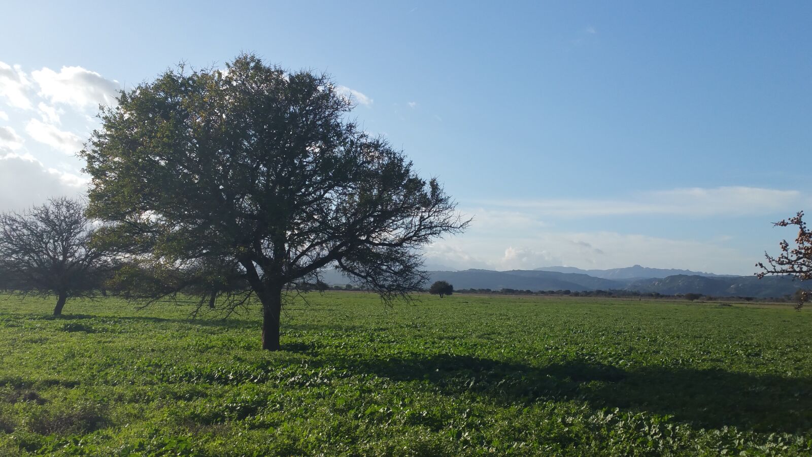 Samsung Galaxy Note4 sample photo. Nature, tree, green photography
