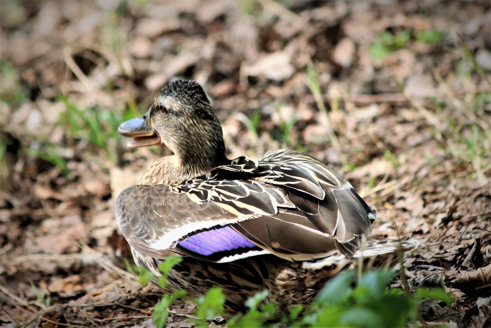 Canon EOS 200D (EOS Rebel SL2 / EOS Kiss X9) sample photo. Female duck, bird, wildlife photography