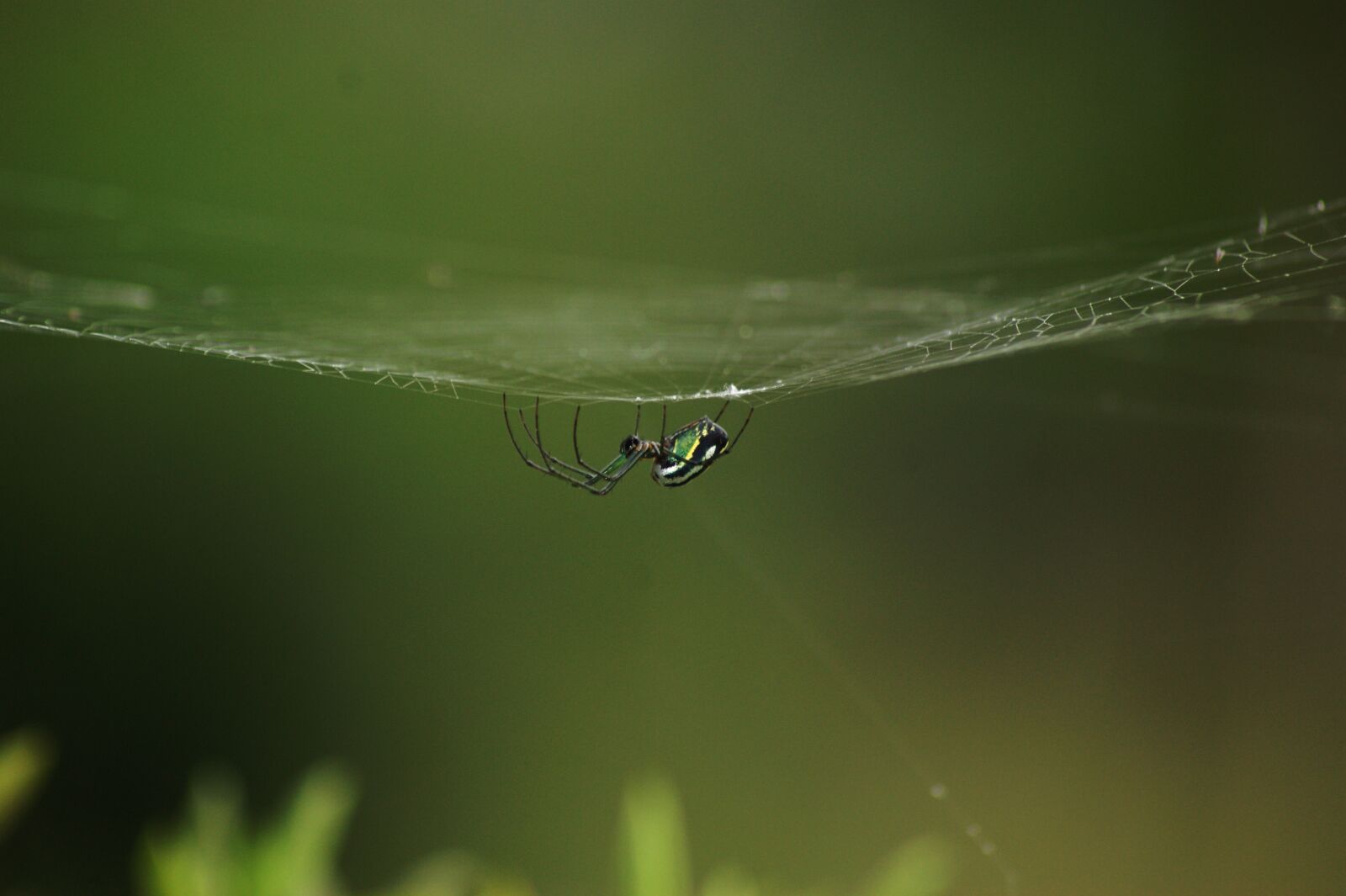 Sony Alpha DSLR-A390 sample photo. Nature, the, field photography