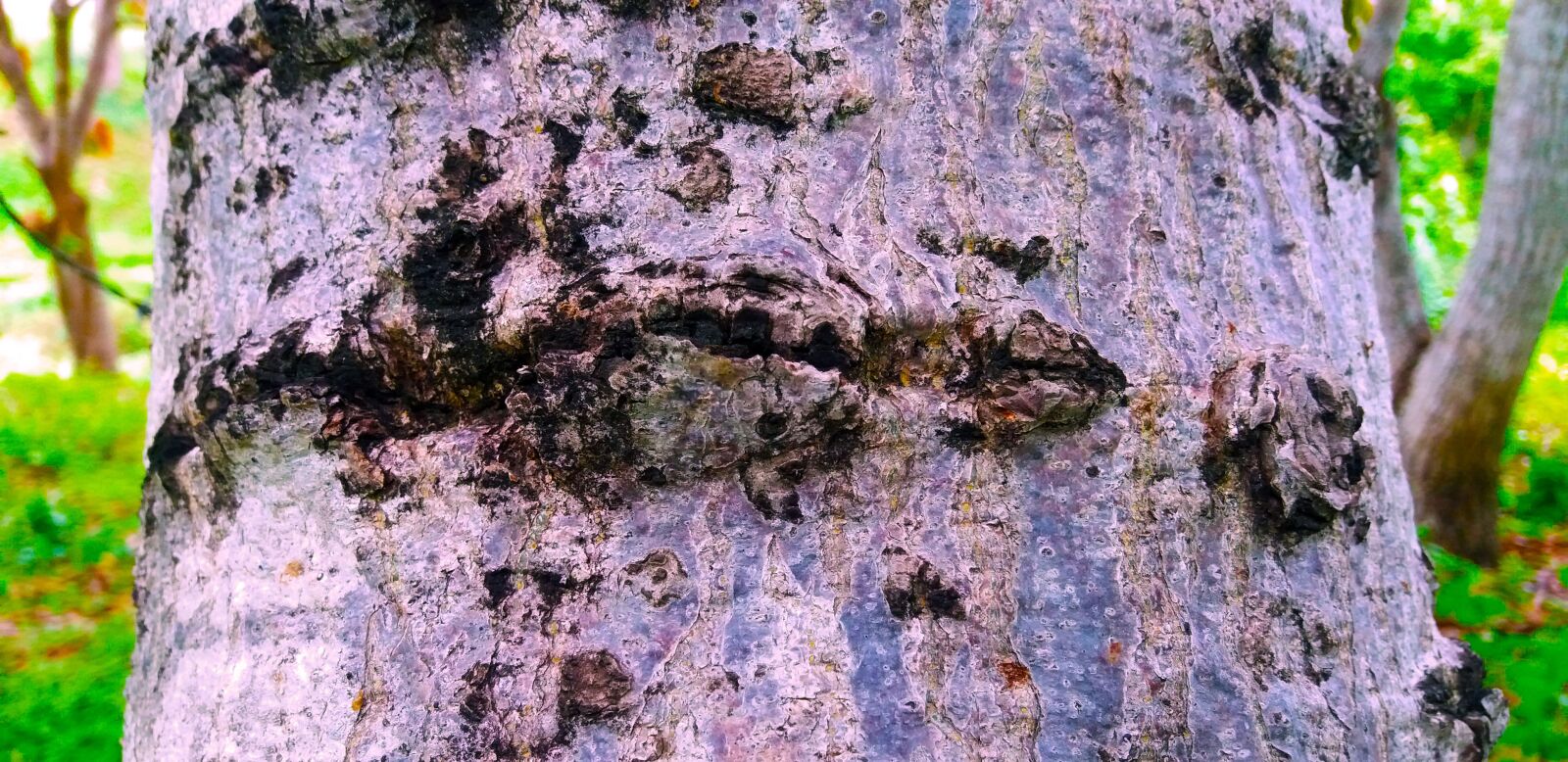Samsung Galaxy J5 sample photo. Trunk, nature, wood photography