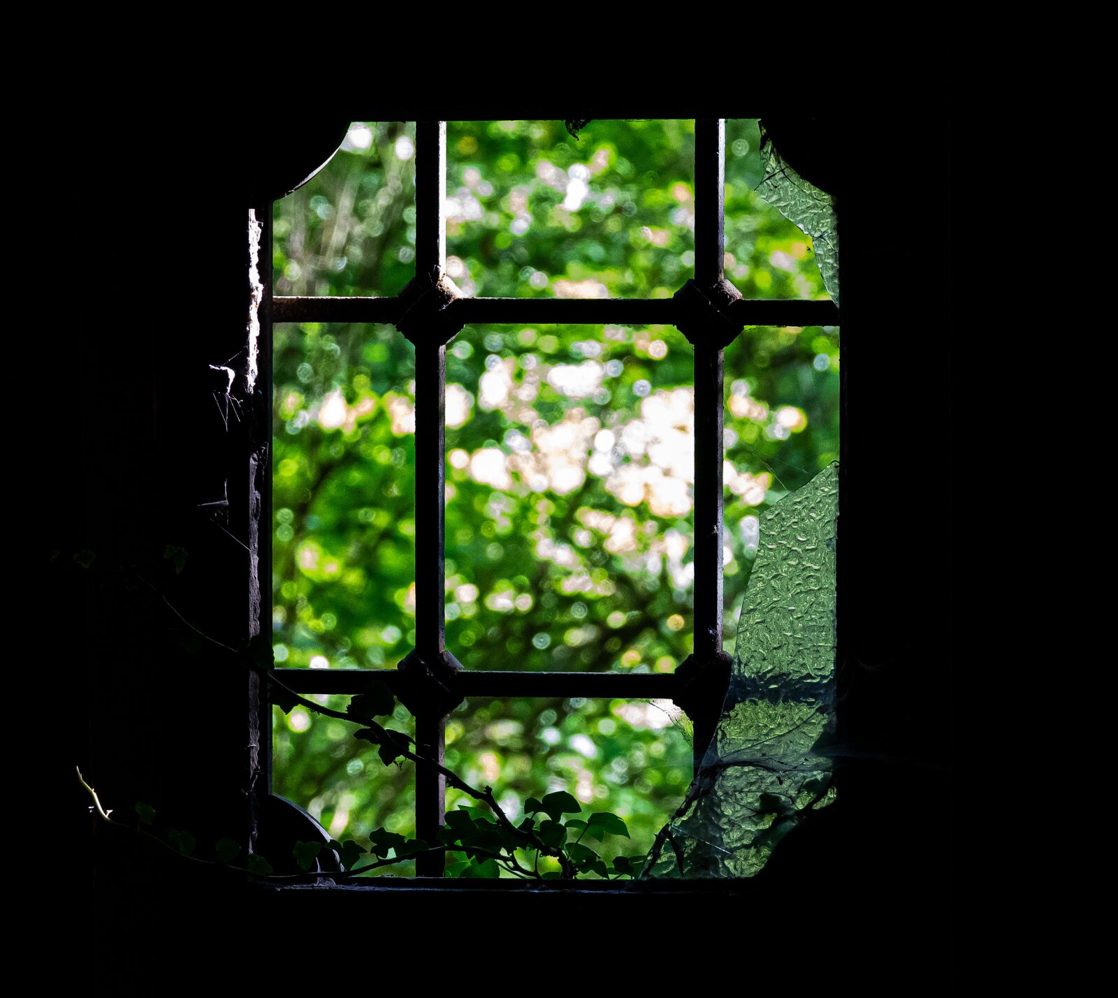 Sony Cyber-shot DSC-RX10 III sample photo. Window, green, glass photography