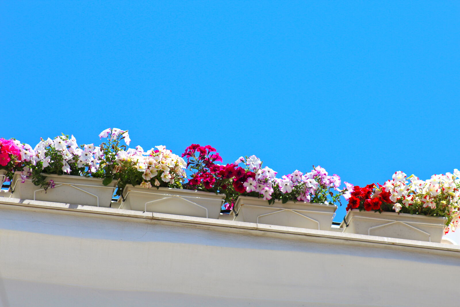 Canon EF 75-300mm f/4-5.6 sample photo