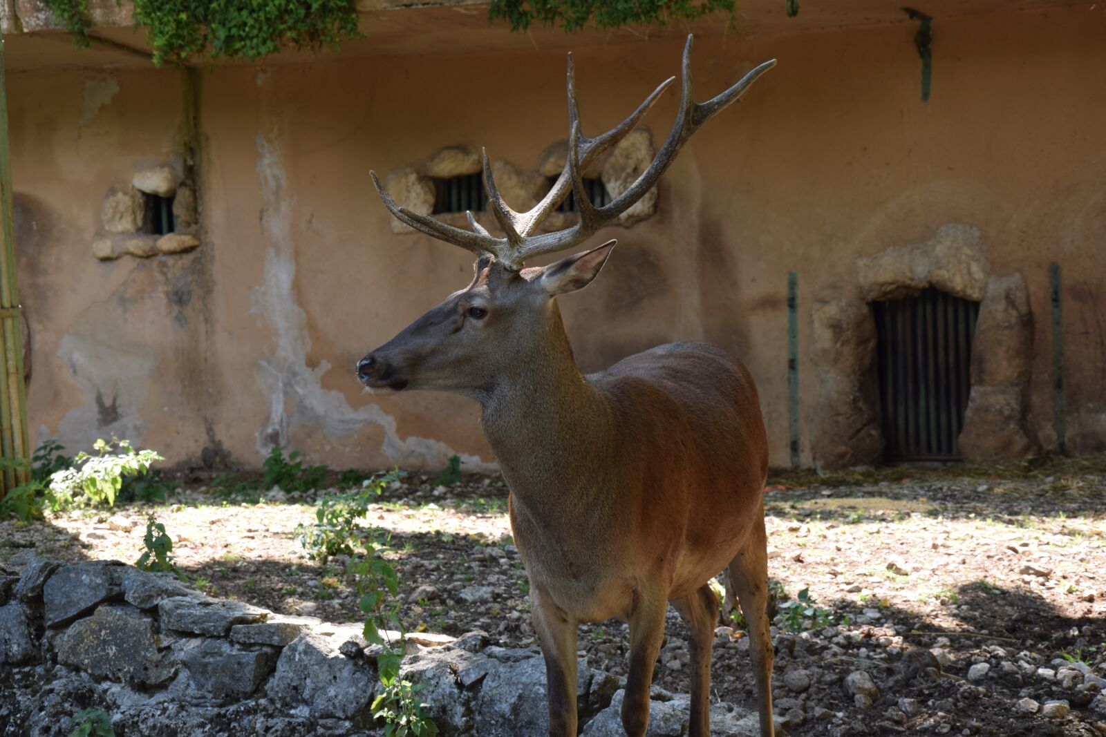 Nikon D5300 sample photo. Deer, animal, park photography