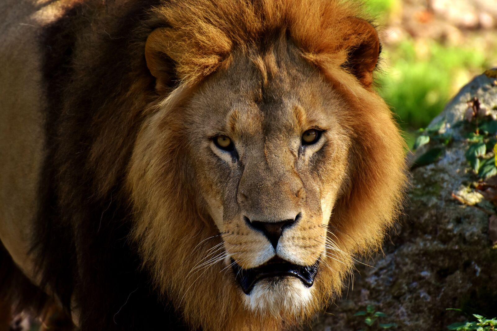 Nikon D7200 sample photo. Lion, predator, dangerous photography
