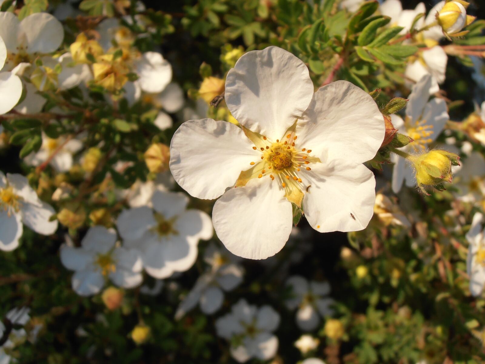 Olympus VR325,VR320,D725 sample photo. Flower, spring, bloom photography