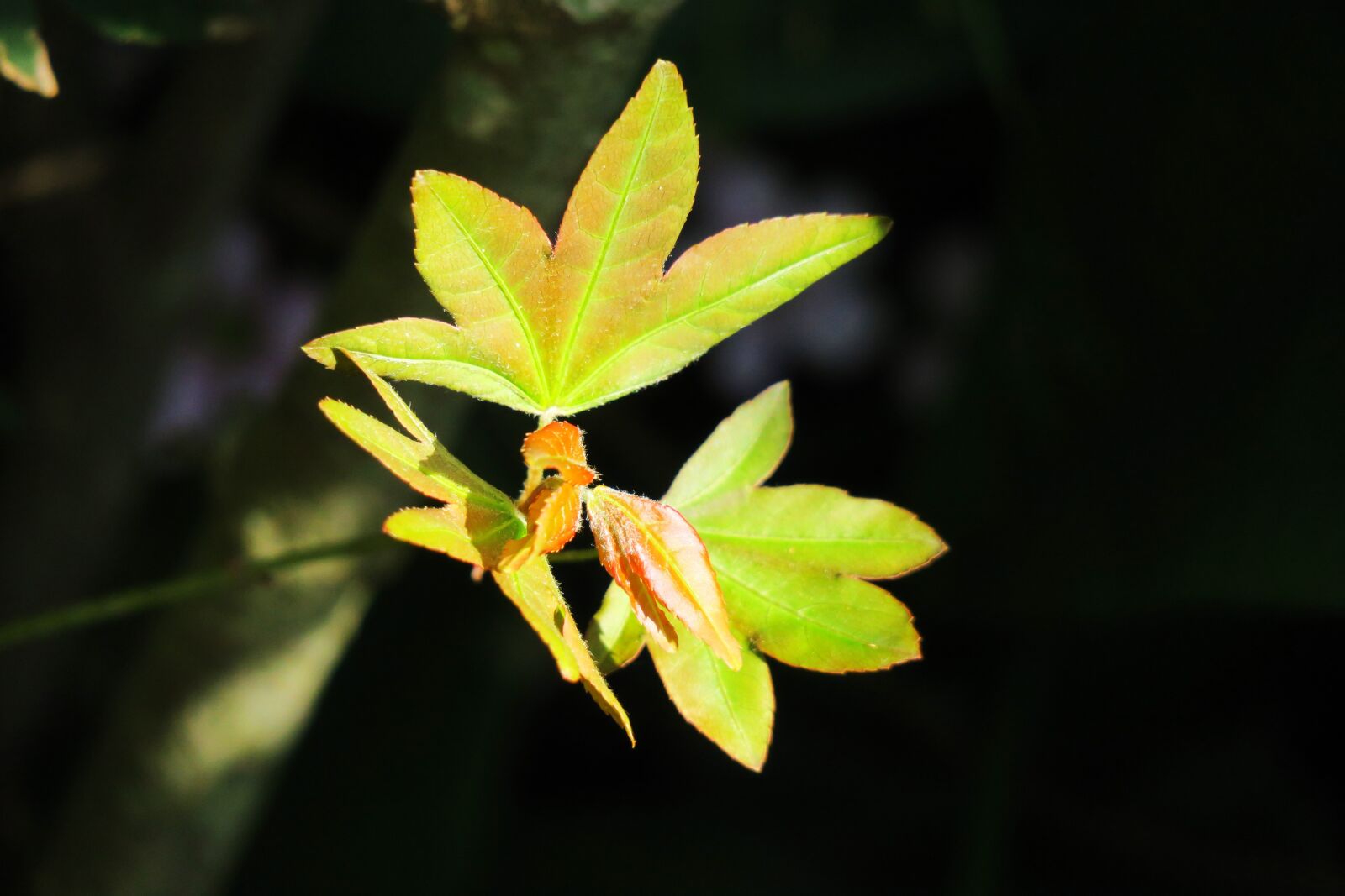 Canon PowerShot G3 X sample photo. Leaf, nature, plant photography