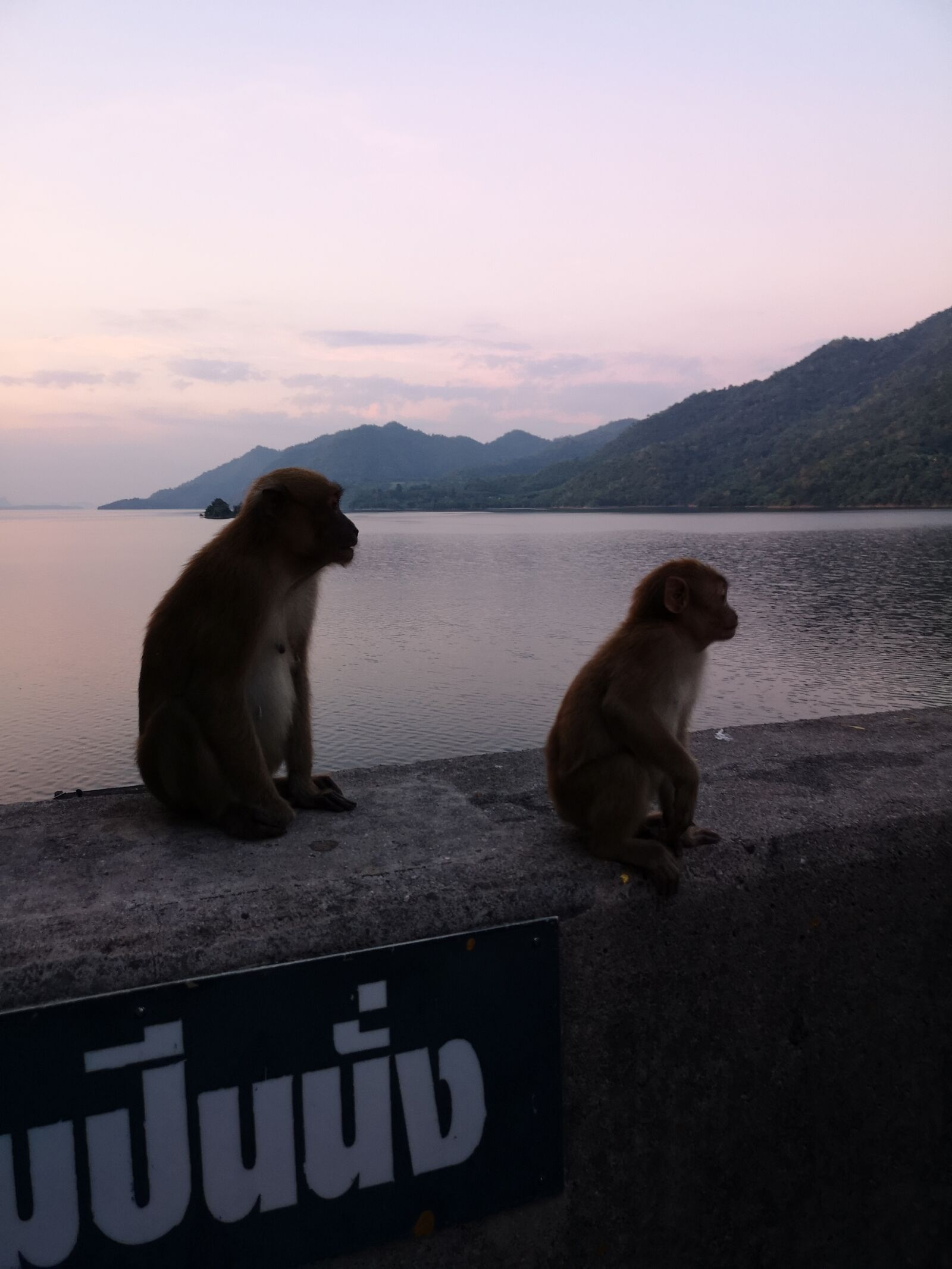 HUAWEI CLT-L29 sample photo. Monkey, nature, animal photography