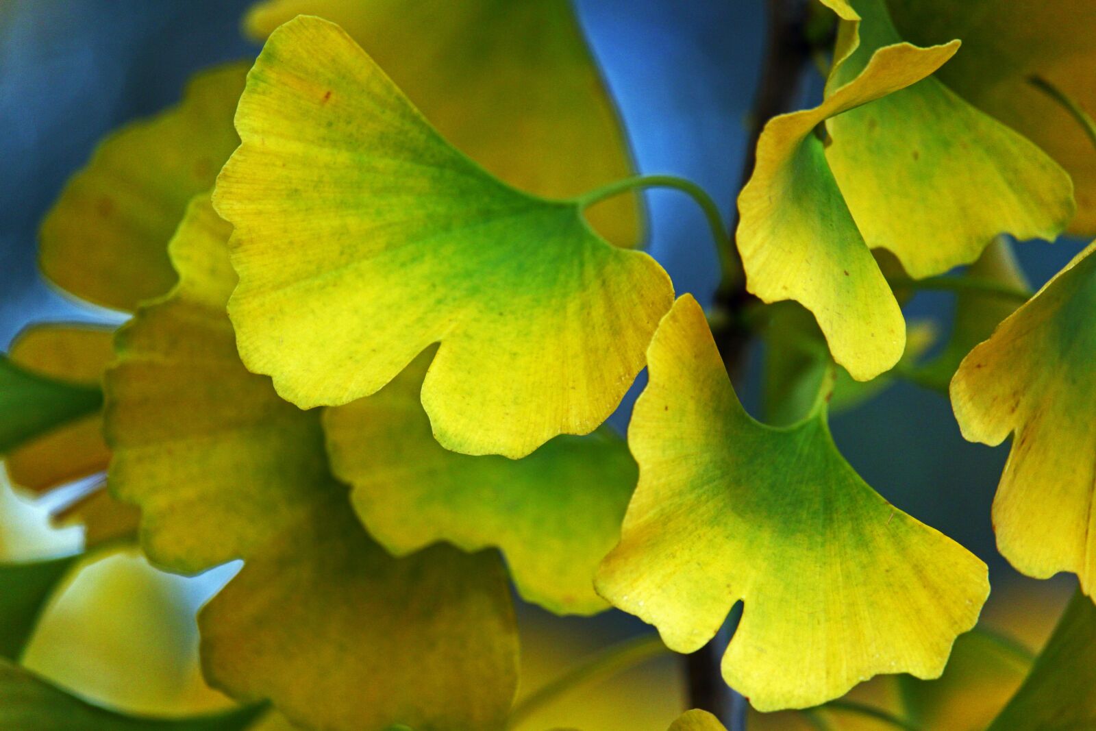Canon EF-S 55-250mm F4-5.6 IS STM sample photo. Autumn, ginkgo, yellow photography