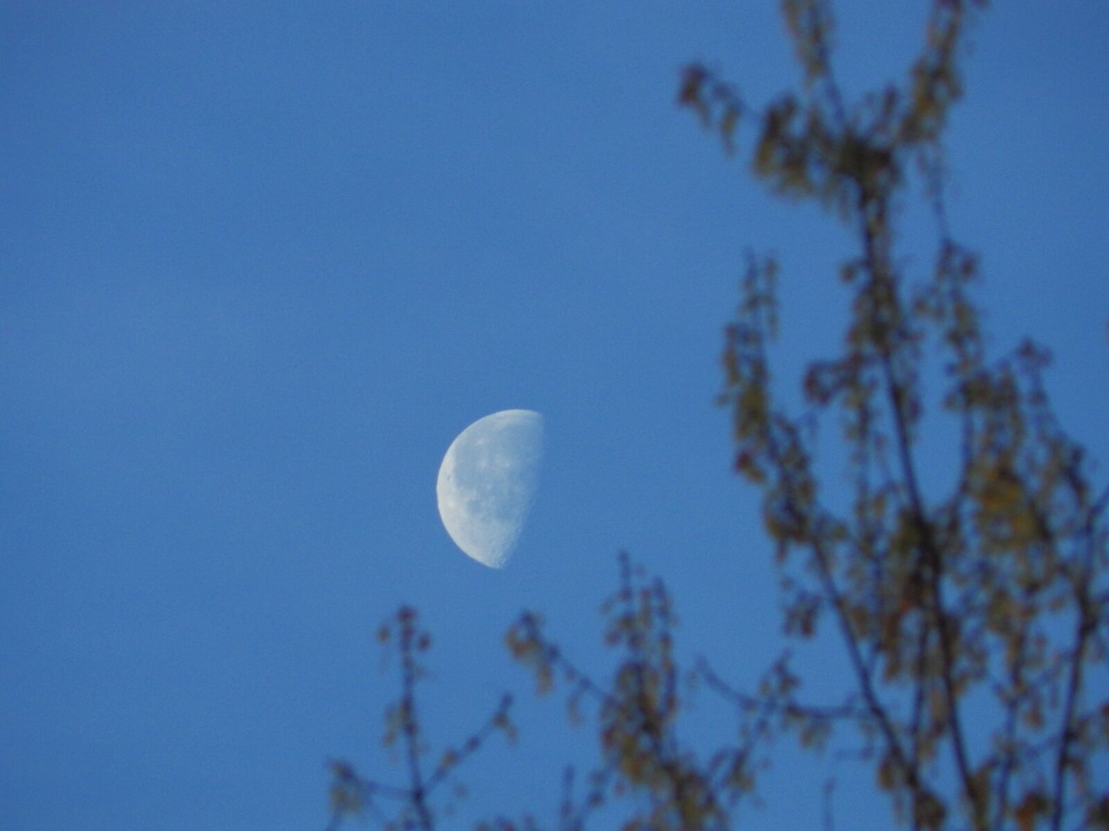 Pentax X-5 sample photo. Daytime moon, tree in photography