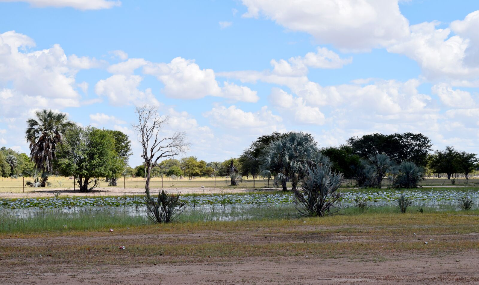Nikon D5300 sample photo. Namibia, oshana, africa photography