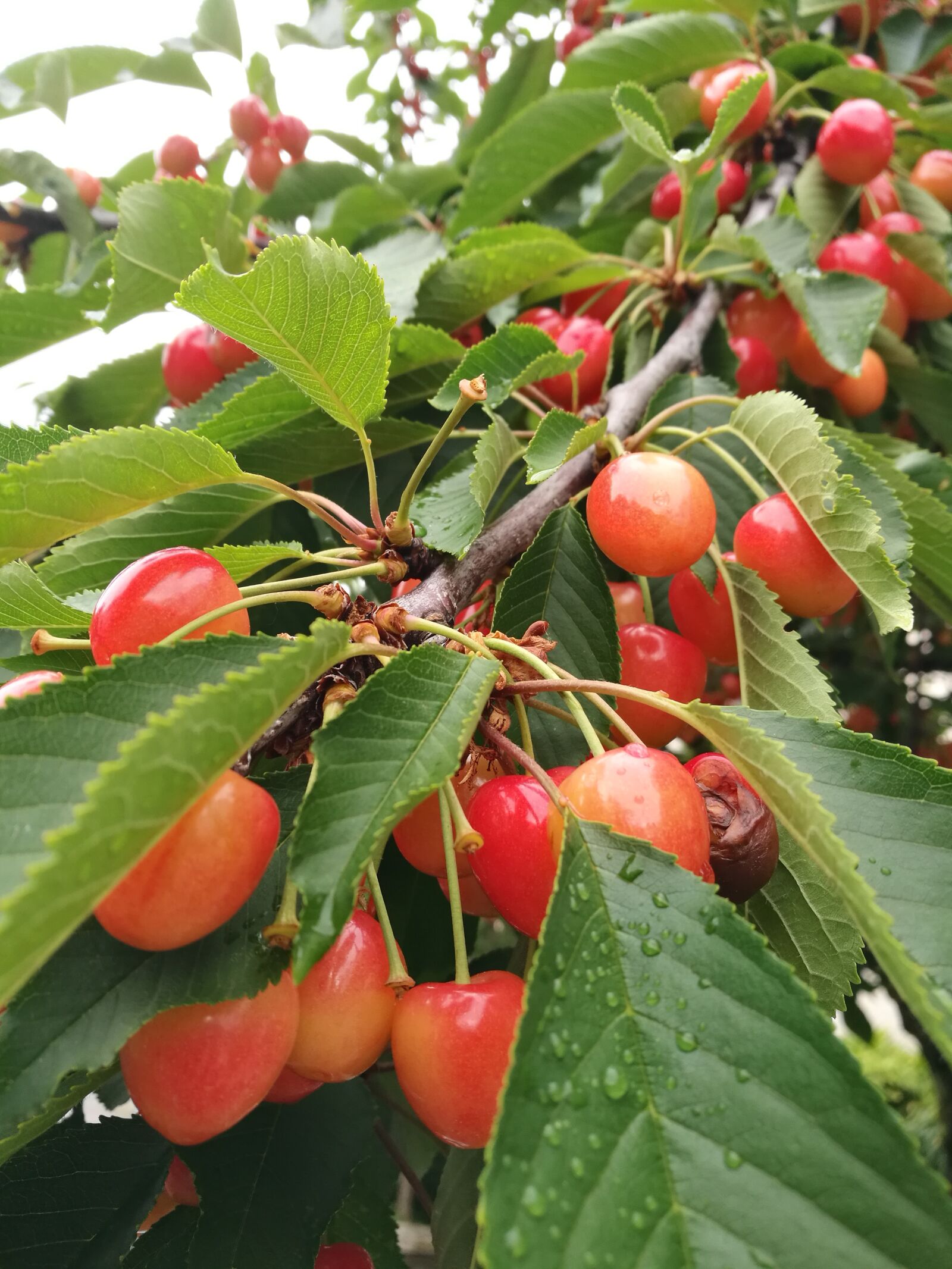 HUAWEI P9 sample photo. Cherry, cherry tree, cherries photography
