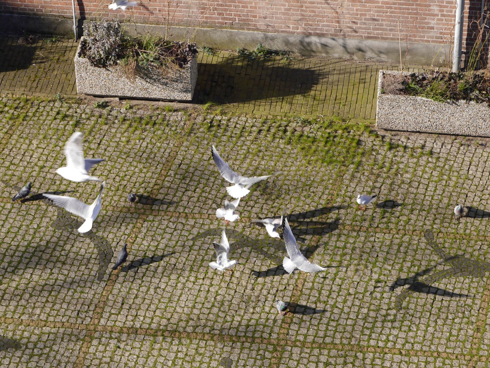 Panasonic Lumix DMC-GF6 sample photo. Seagulls, birds, pavement photography