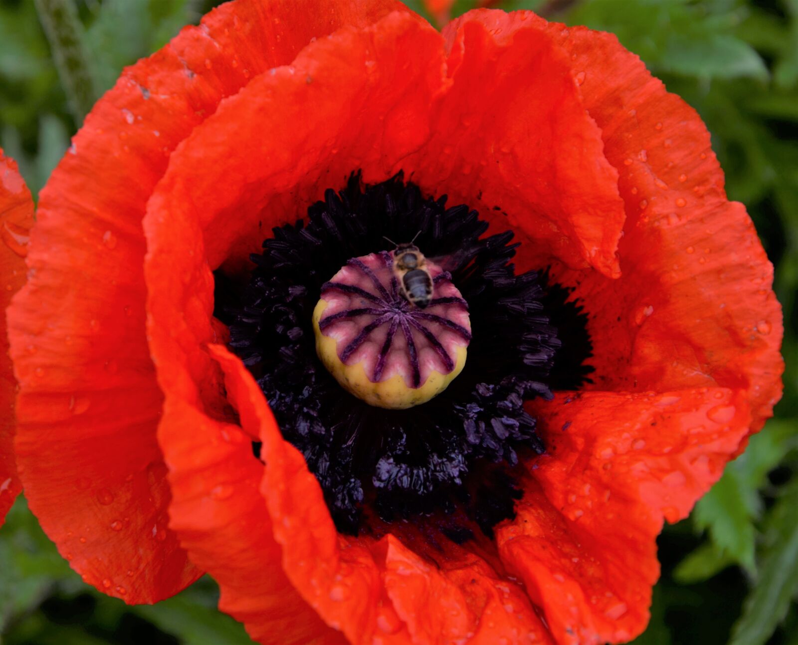 Nikon D5100 sample photo. Poppy, flower, field photography