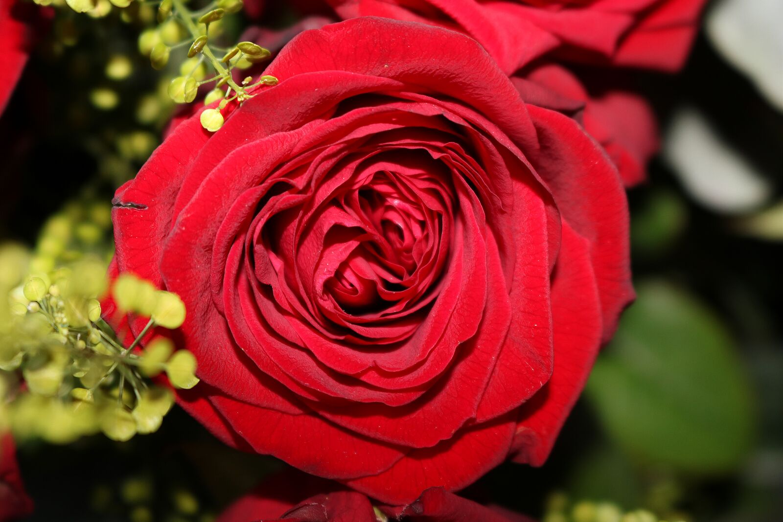 Canon EOS 750D (EOS Rebel T6i / EOS Kiss X8i) sample photo. Rose, red, blossom photography