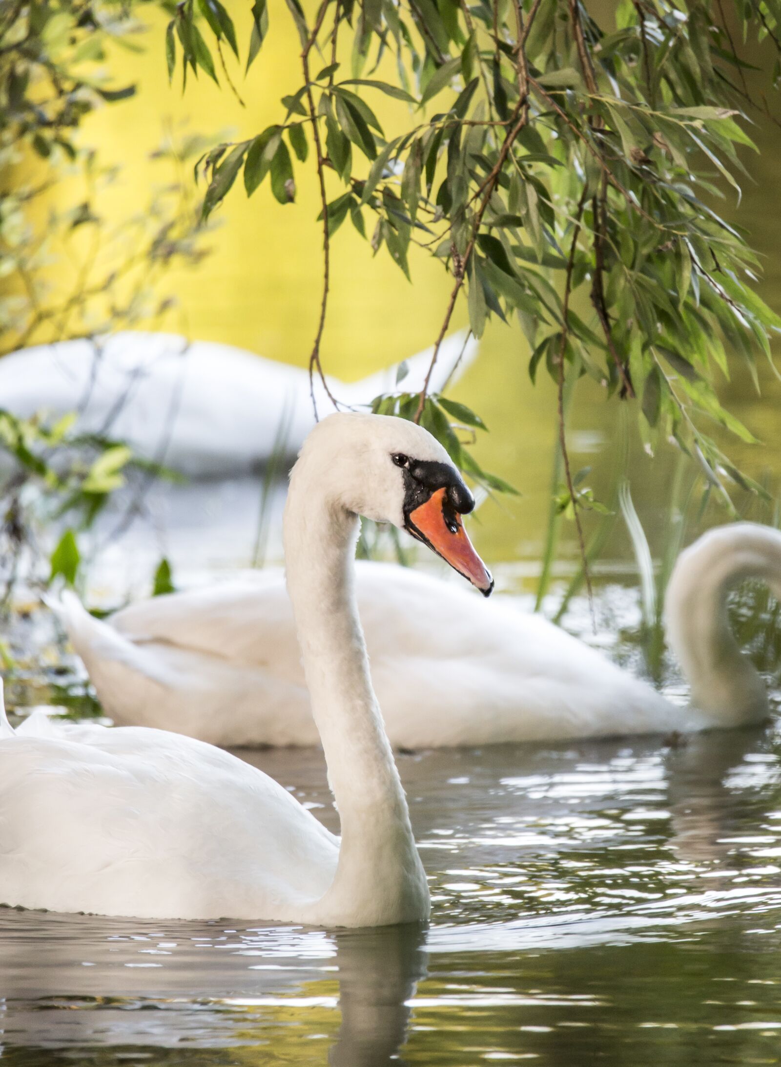 Canon EOS 5D Mark III sample photo. Bird, nature, river photography