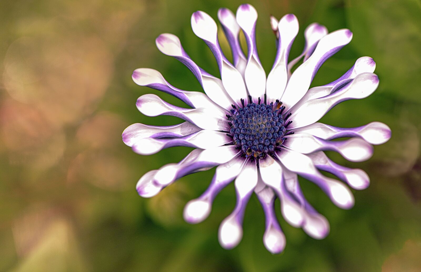 Nikon Z6 sample photo. African daisy, flower, pollen photography