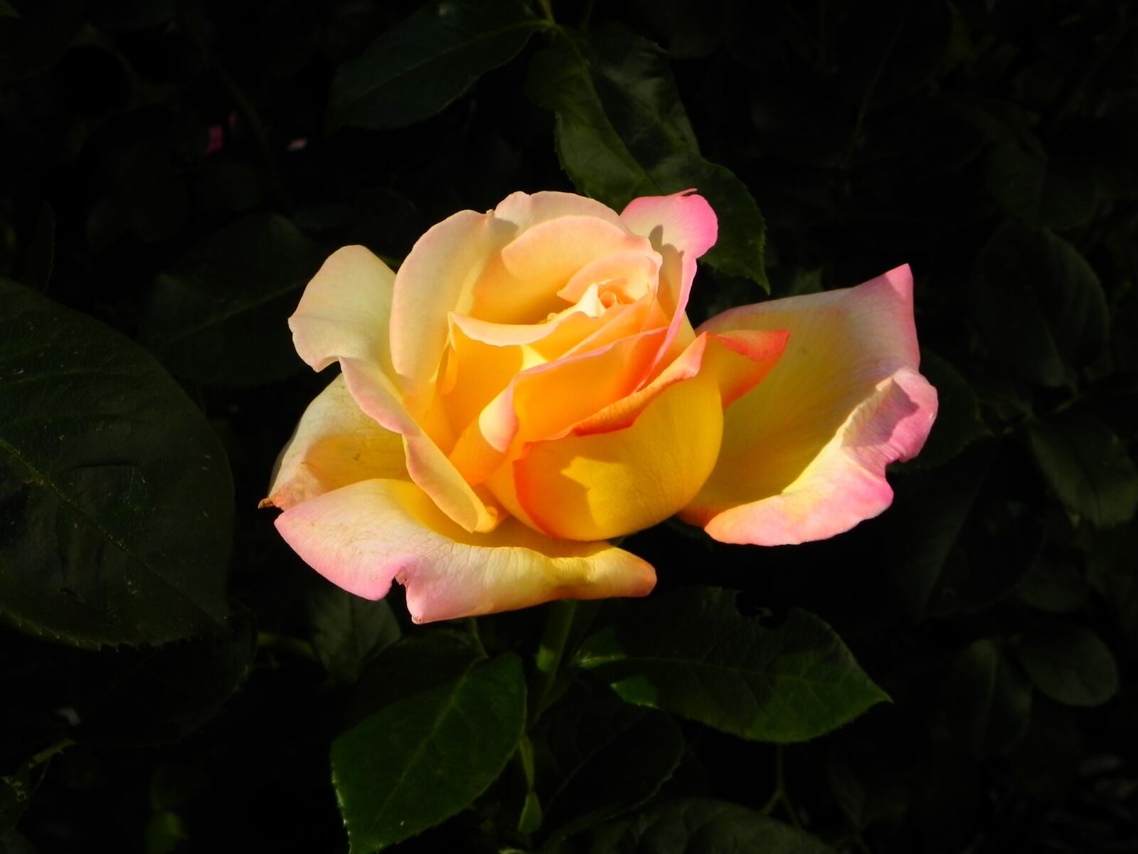 Nikon Coolpix P100 sample photo. Rose, flower, yellow photography