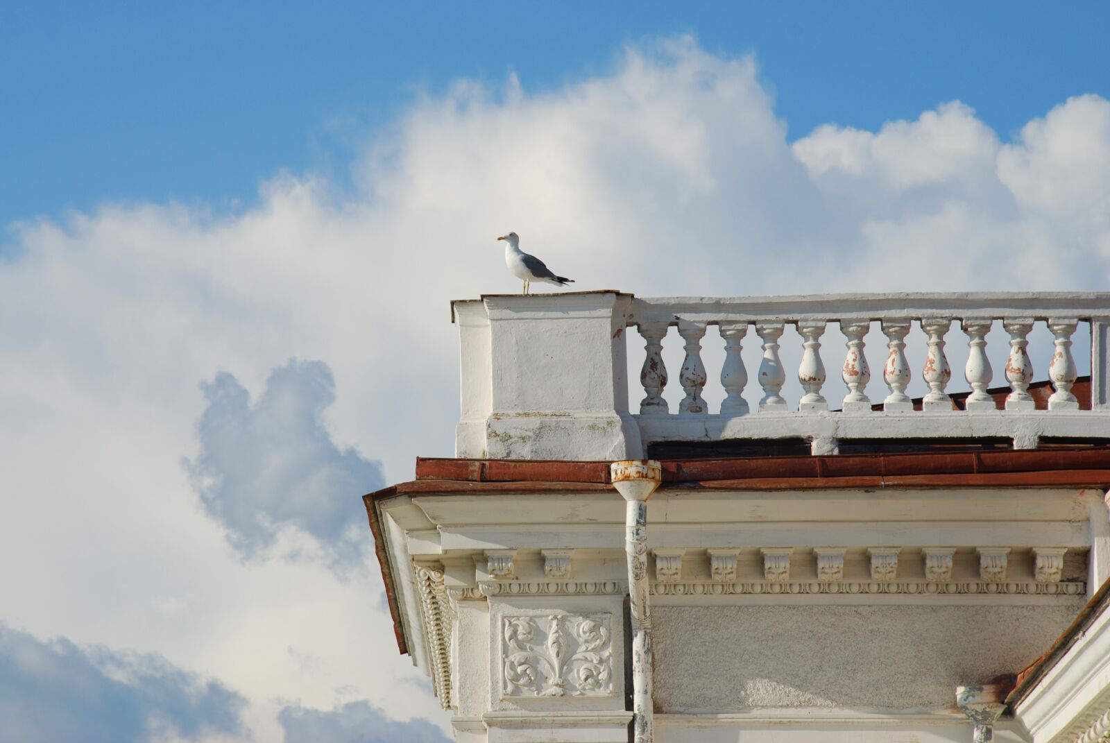 Nikon D80 sample photo. Seagull, sky, summer photography