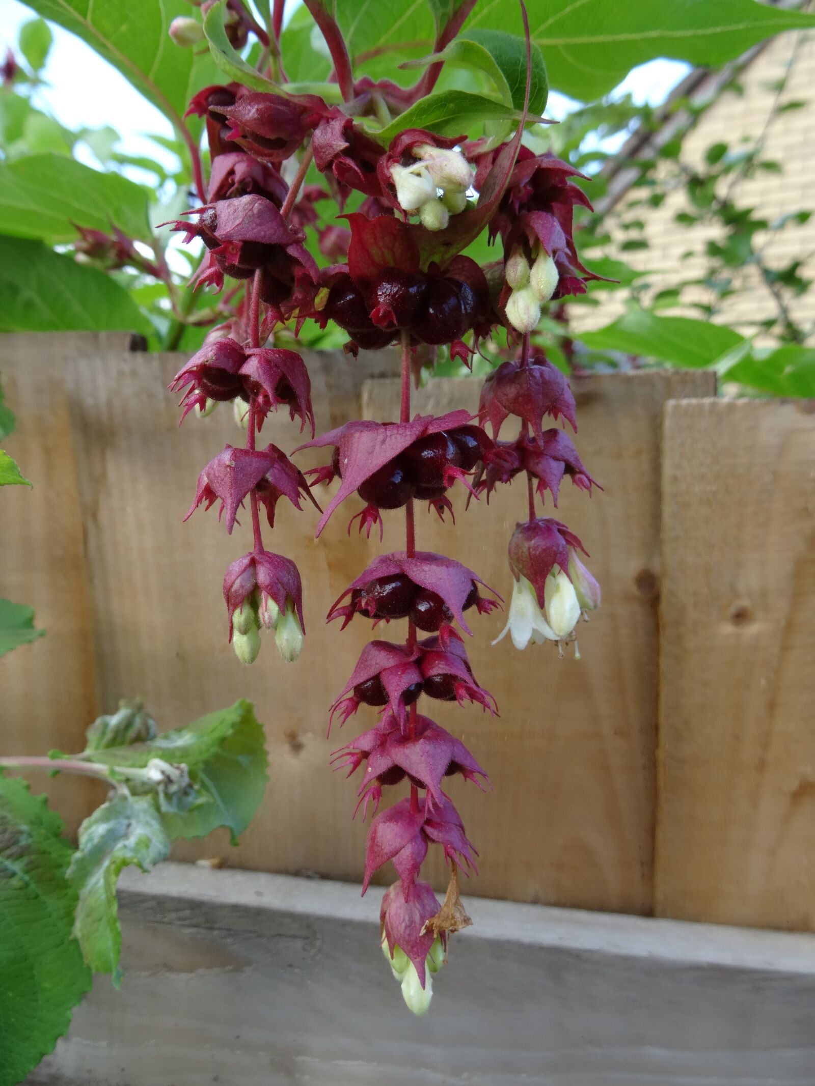 Sony DSC-HX50 sample photo. Flower, fuschia, herefordshire photography